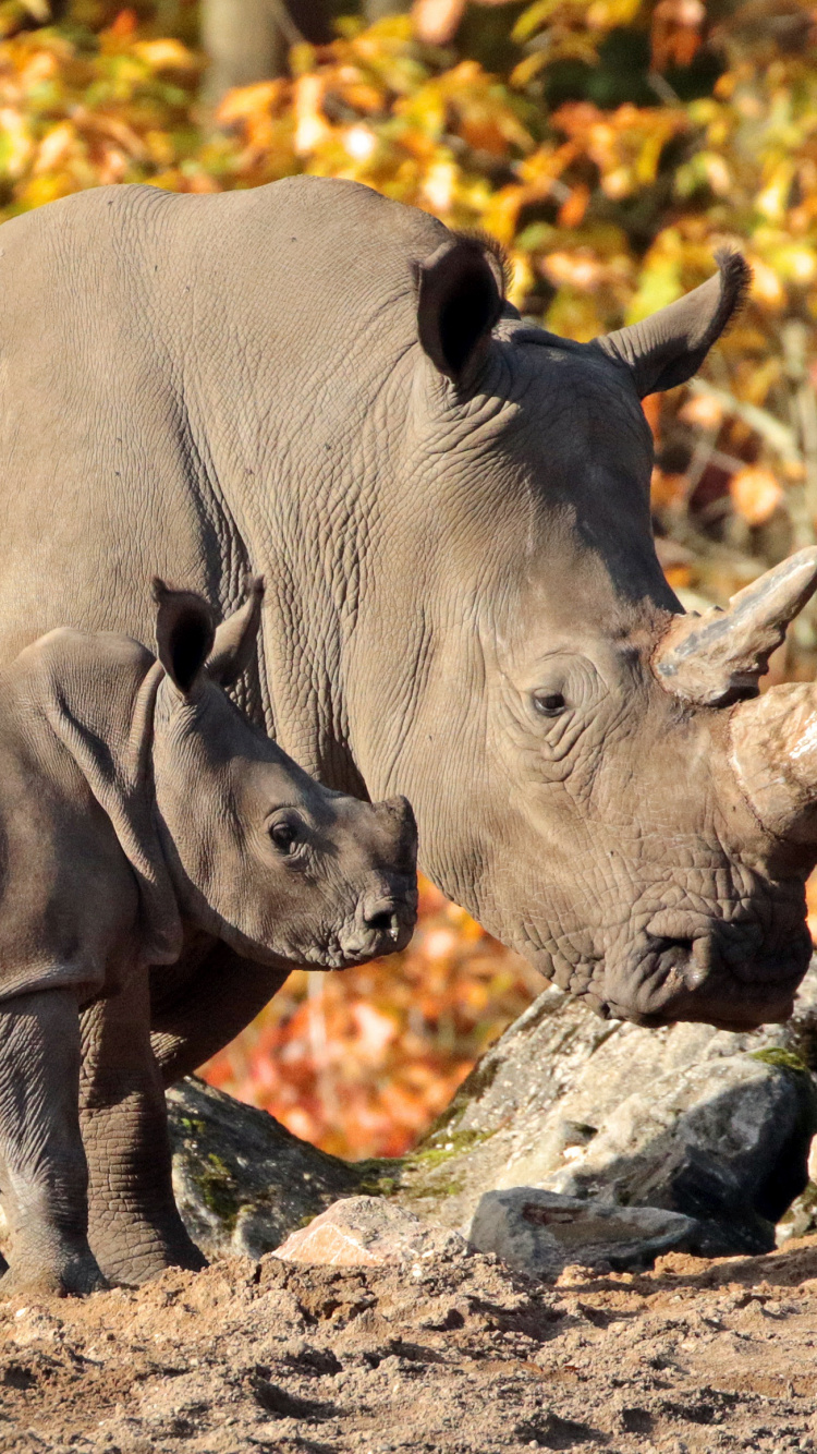 Обои носорог, живая природа, наземные животные, белый носорог, черный носорог в разрешении 750x1334