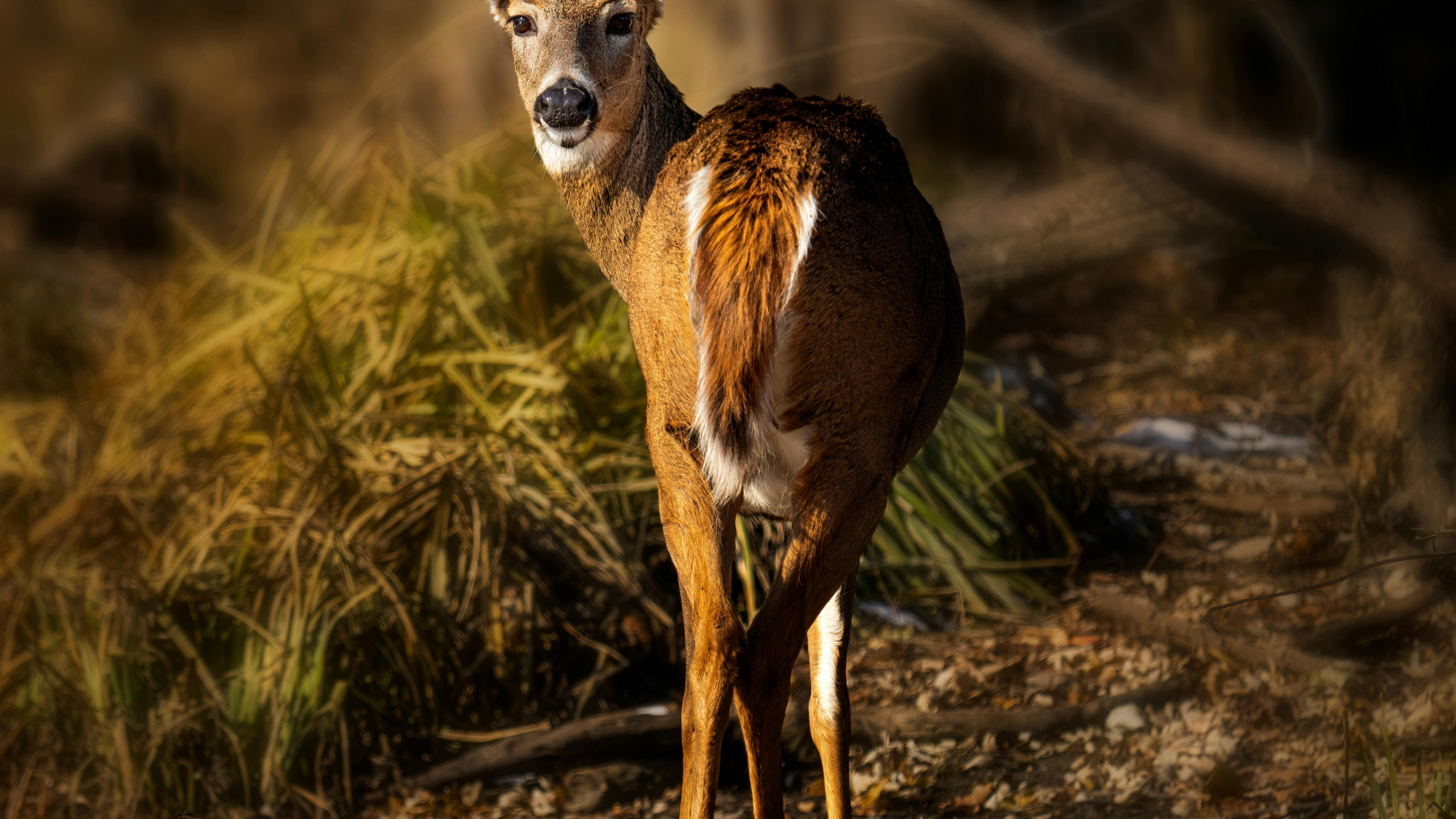 Обои живая природа, косуля, олень, белохвостый олень, красный олень в разрешении 2560x1440