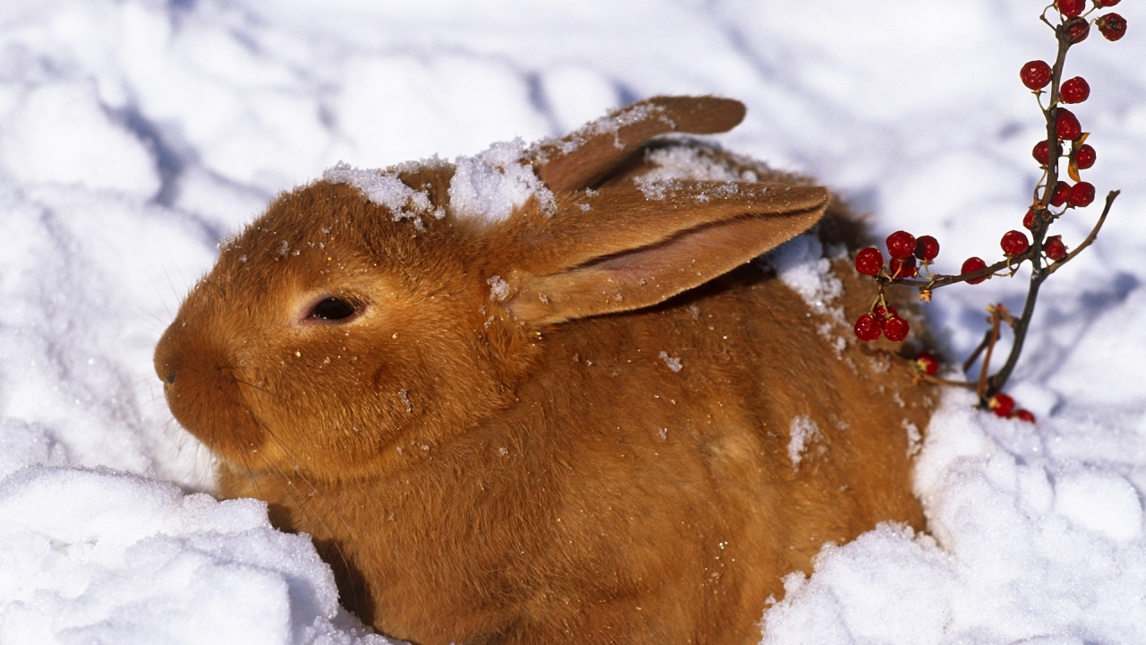 Обои американский беляк, кролик, заяц, снег, кролей и Зайцев в разрешении 1280x720
