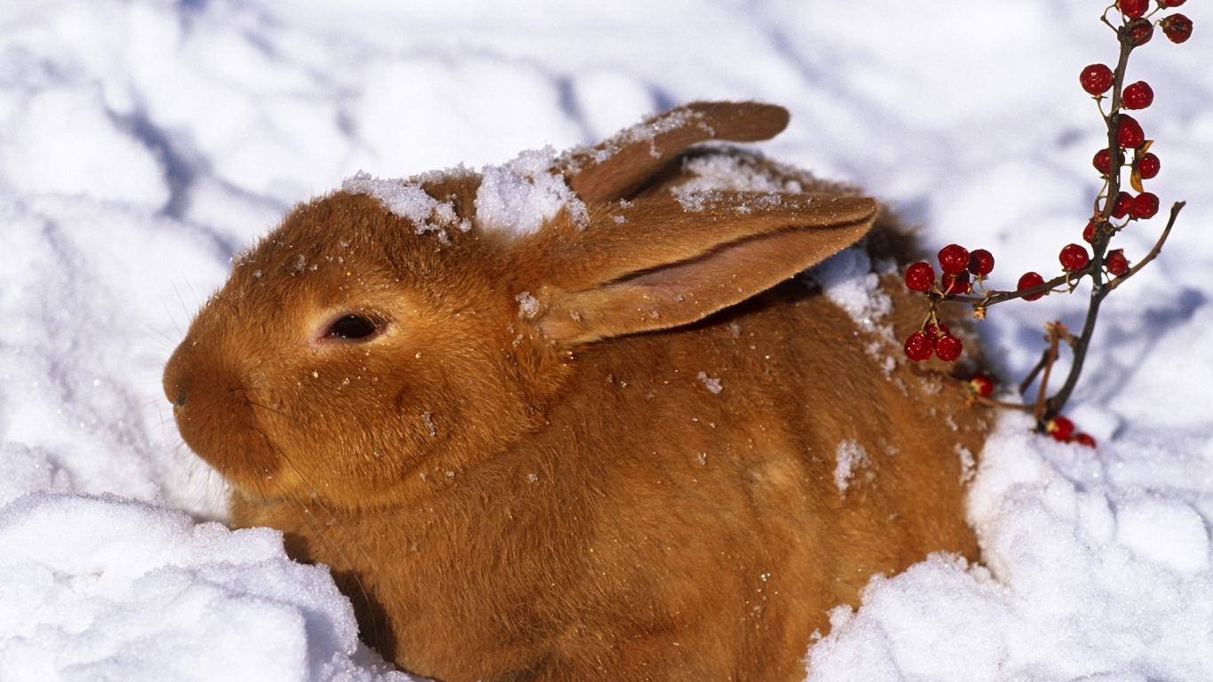 Обои американский беляк, кролик, заяц, снег, кролей и Зайцев в разрешении 1366x768