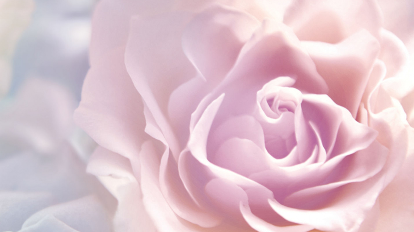 Обои Роза, цветок, сад роз, лепесток, розовый в разрешении 1366x768