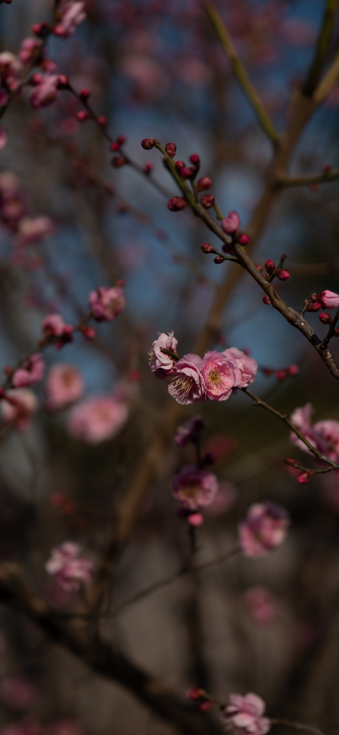 Обои цветение вишни, ветвь, весна, расцвет, ботаники в разрешении 1125x2436