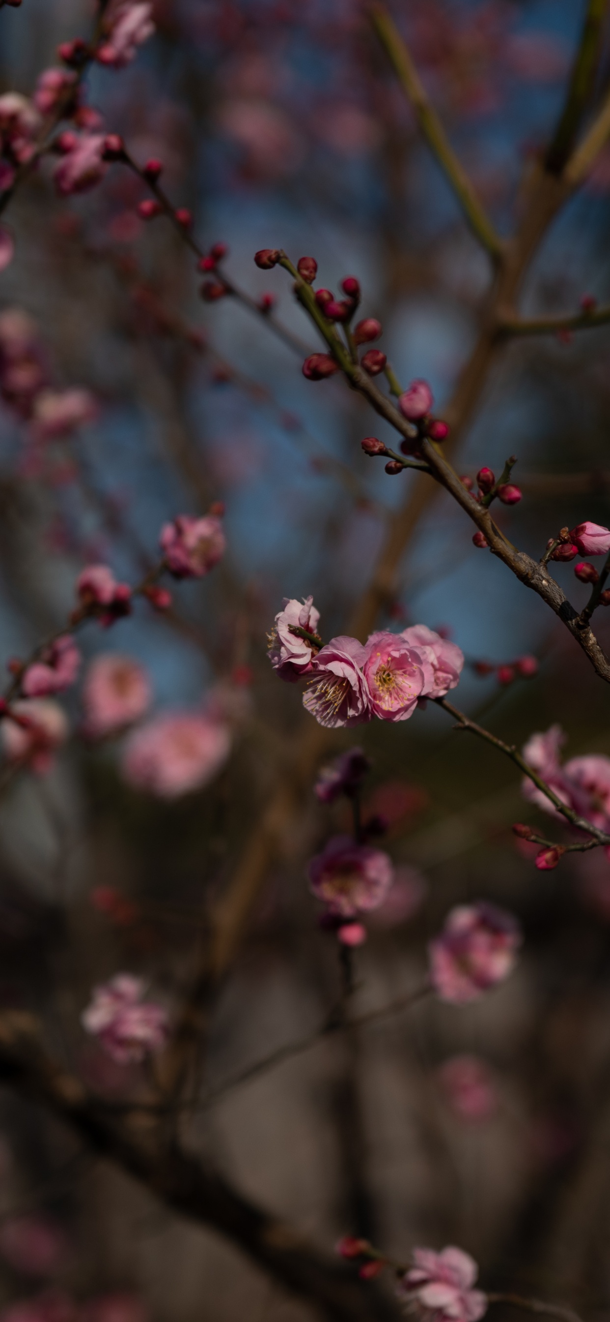 Обои цветение вишни, ветвь, весна, расцвет, ботаники в разрешении 1242x2688