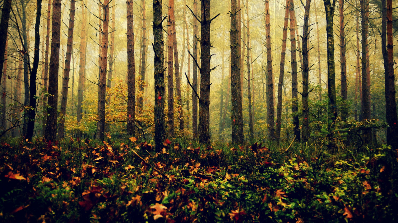 Обои дерево, лес, природа, лесистая местность, листопадные в разрешении 1280x720