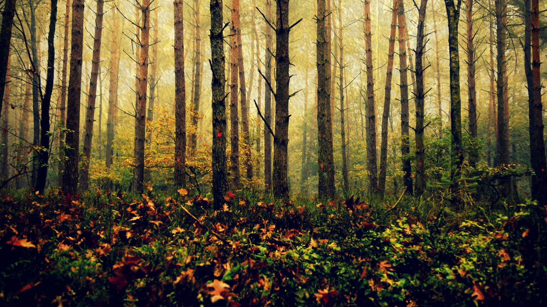 Обои дерево, лес, природа, лесистая местность, листопадные в разрешении 1920x1080