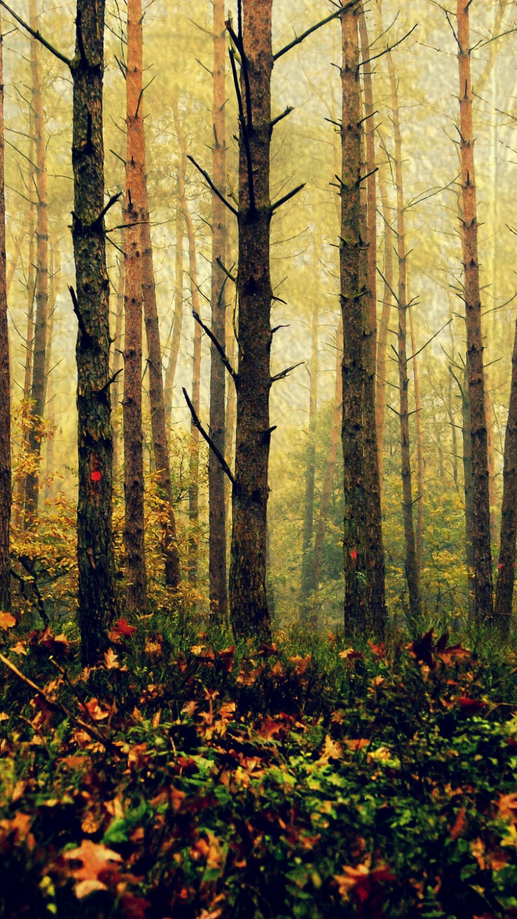 Обои дерево, лес, природа, лесистая местность, листопадные в разрешении 750x1334