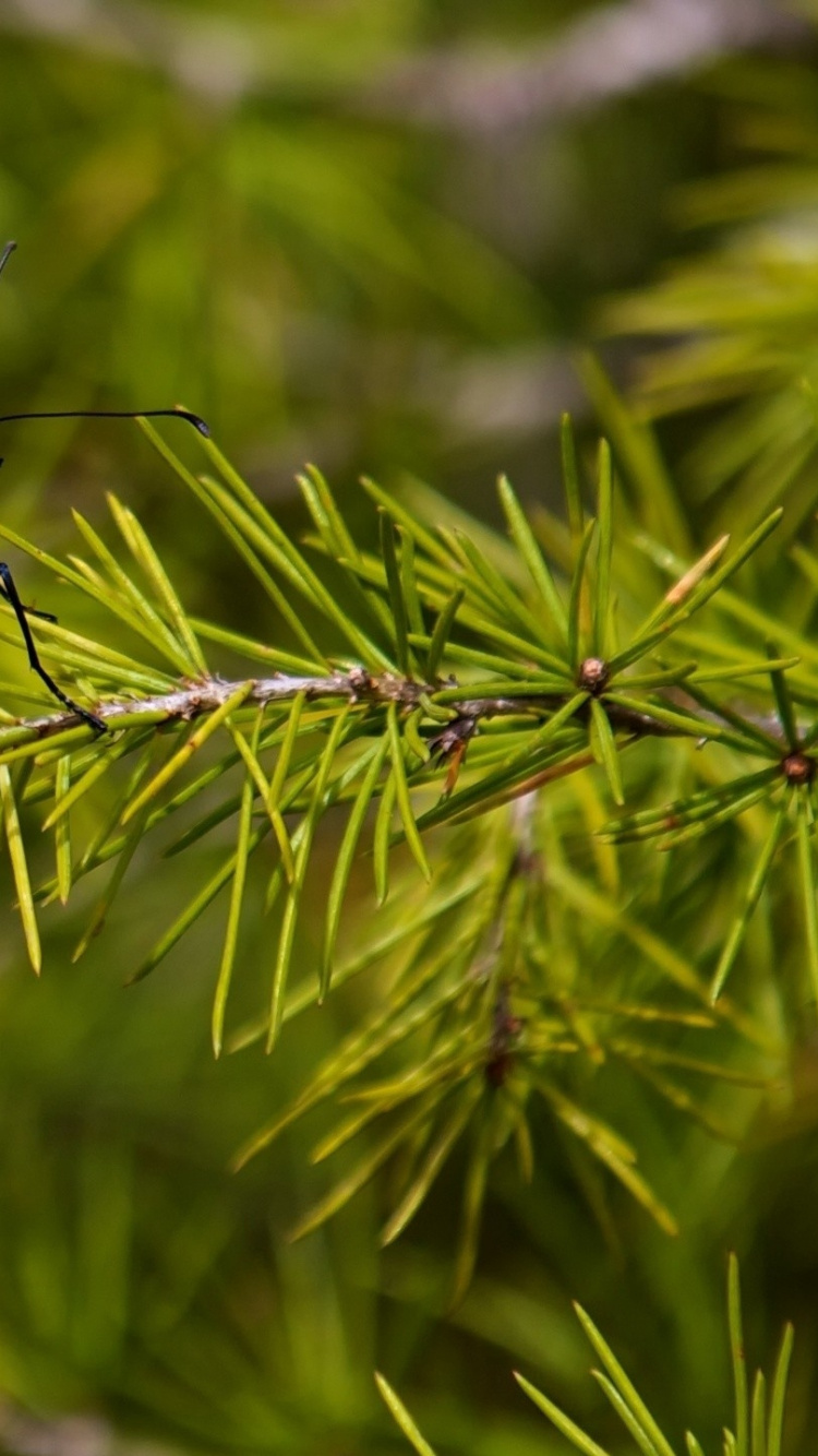 Обои бабочкамонарх, насекомое, мотыльки и бабочки, бабочка, беспозвоночных в разрешении 750x1334