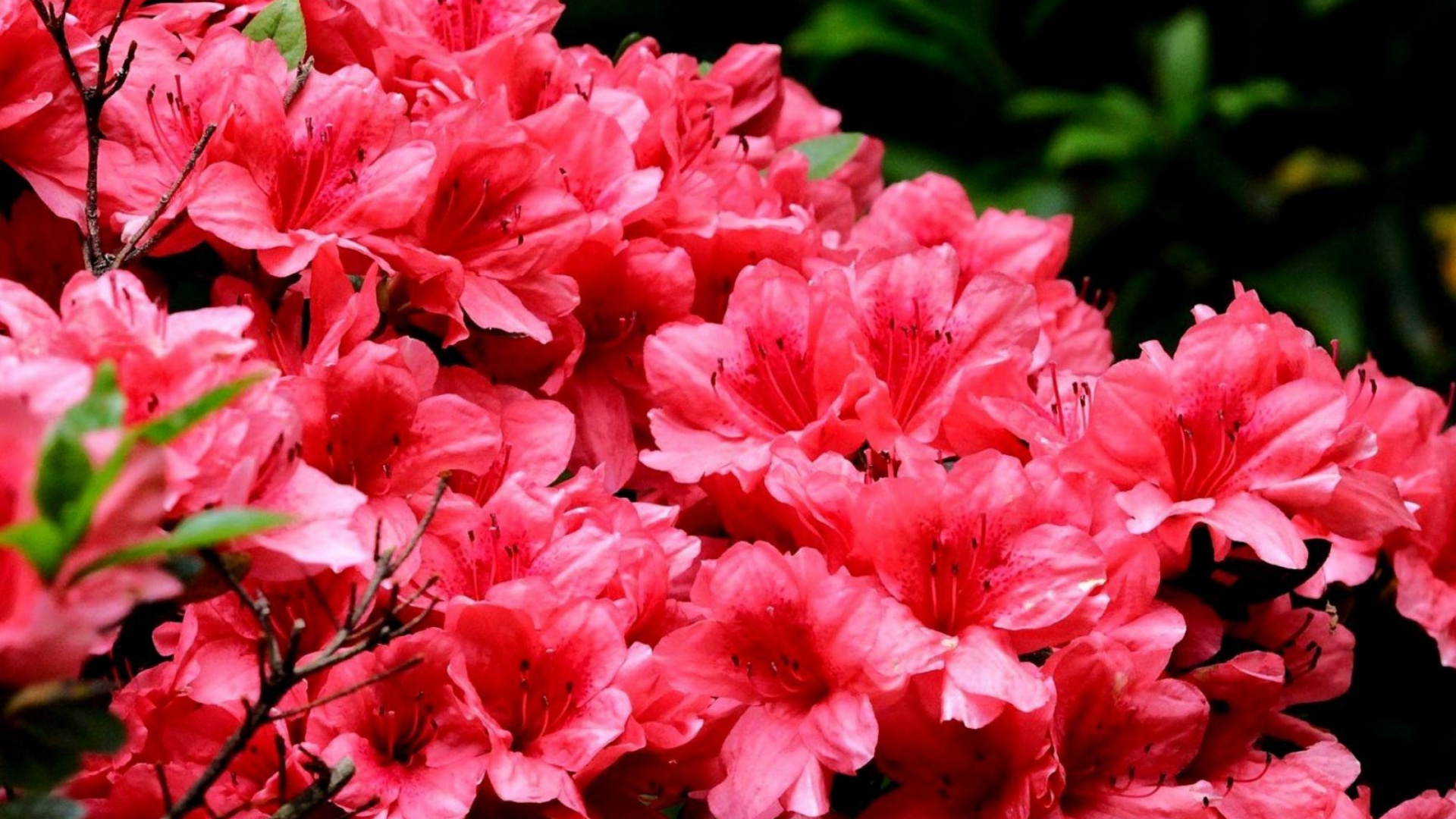 Обои цветковое растение, Азалия, растение, лепесток, розовый в разрешении 1920x1080