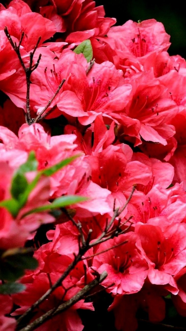 Обои цветковое растение, Азалия, растение, лепесток, розовый в разрешении 720x1280