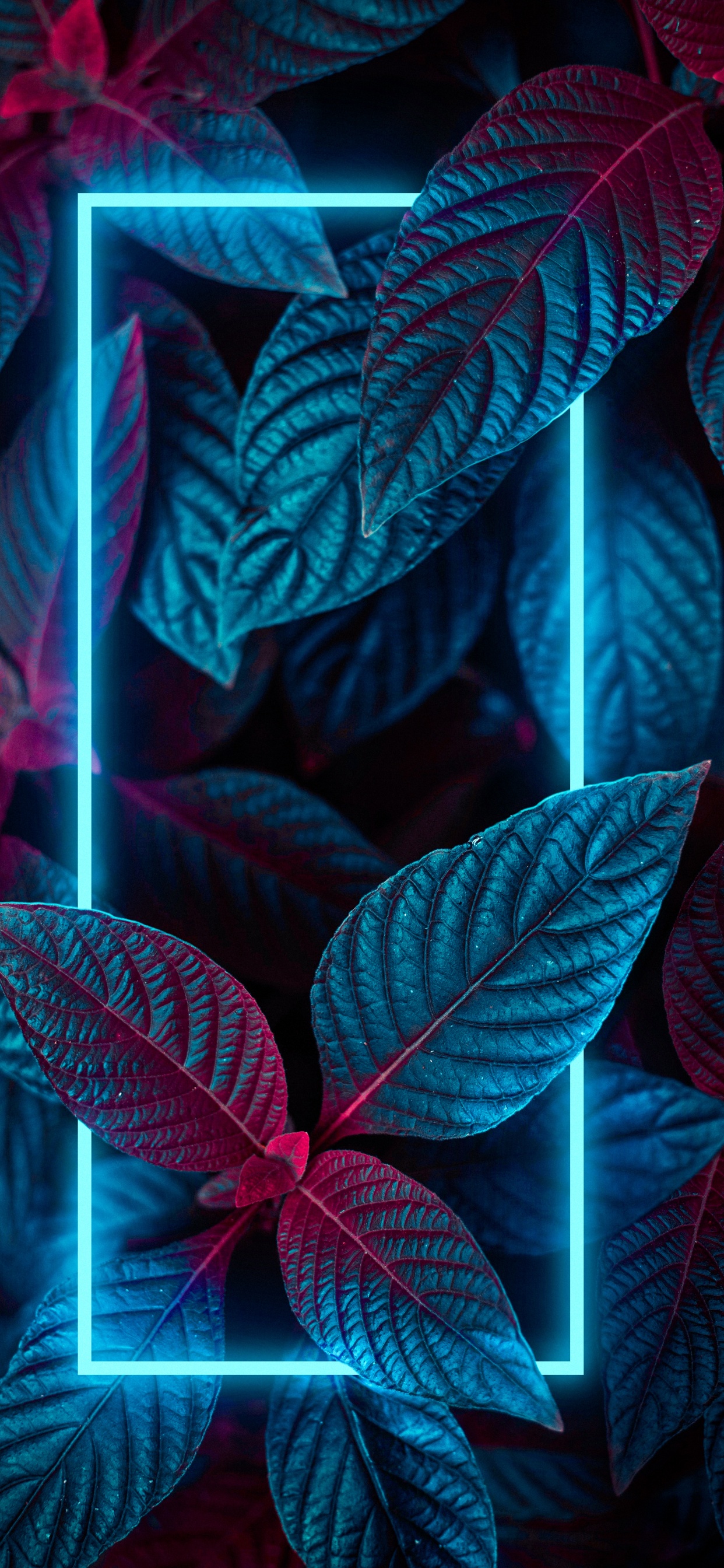 Обои ios, растение, свет, цветок, лист в разрешении 1242x2688