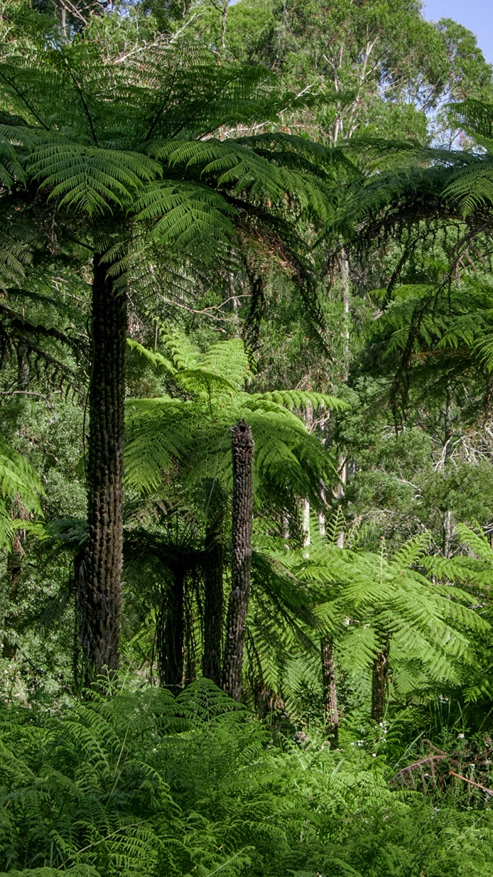 Обои дерево, лес, джунгли, растительность, тропический лес в разрешении 720x1280