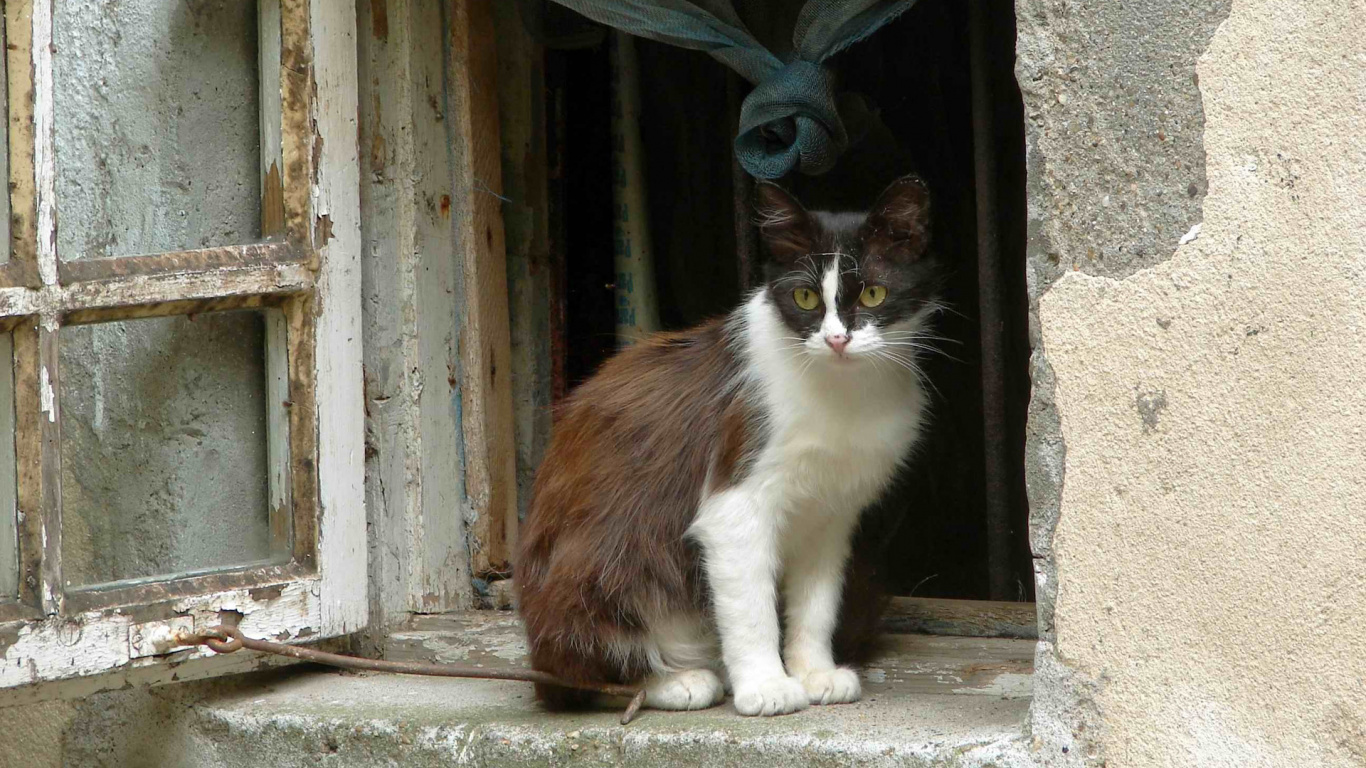 Обои кот, кошачьих, кошки малого и среднего размера, бакенбарды, окно в разрешении 1366x768