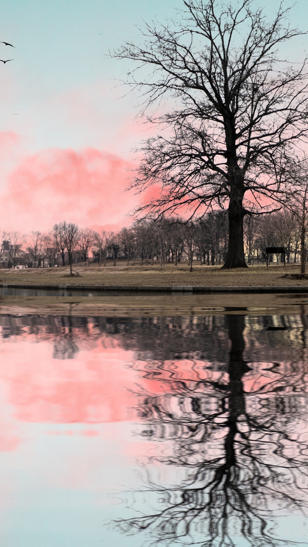 Обои вода, облако, атмосфера, дневное время, птица в разрешении 1080x1920