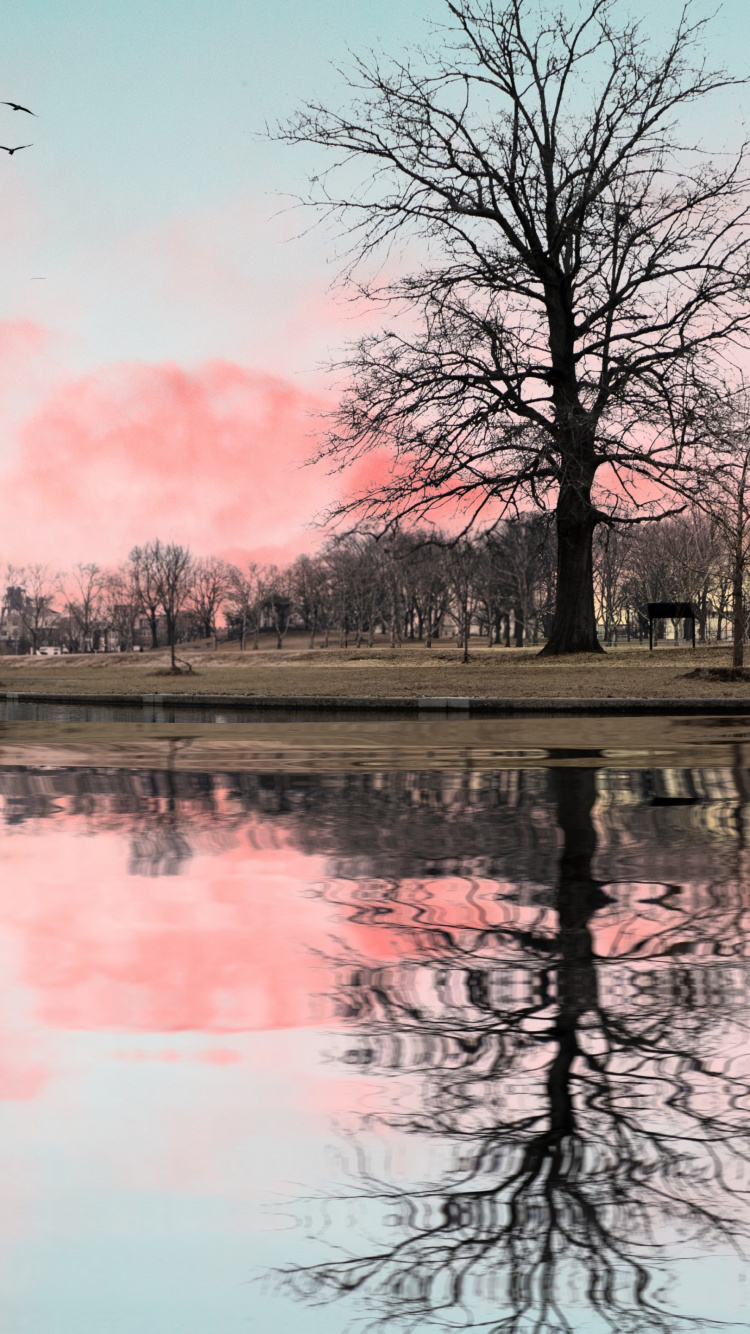 Обои вода, облако, атмосфера, дневное время, птица в разрешении 750x1334