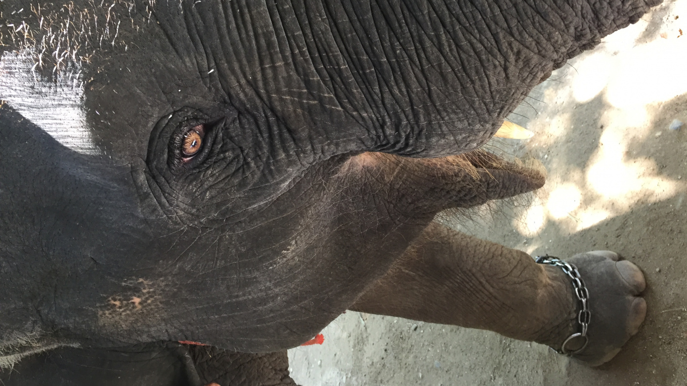 Обои Слон, Таиланд, слоны и мамонты, кожа, наземные животные в разрешении 1366x768