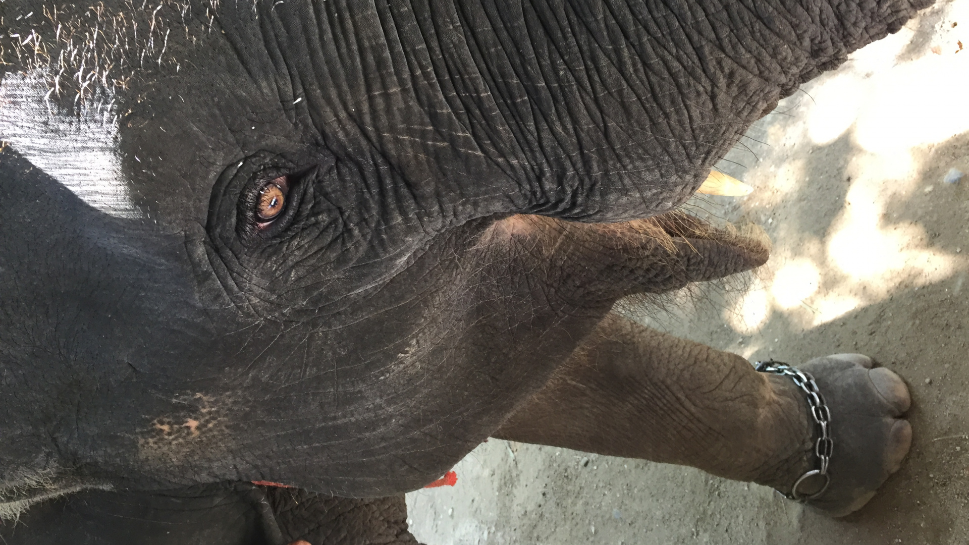 Обои Слон, Таиланд, слоны и мамонты, кожа, наземные животные в разрешении 1920x1080