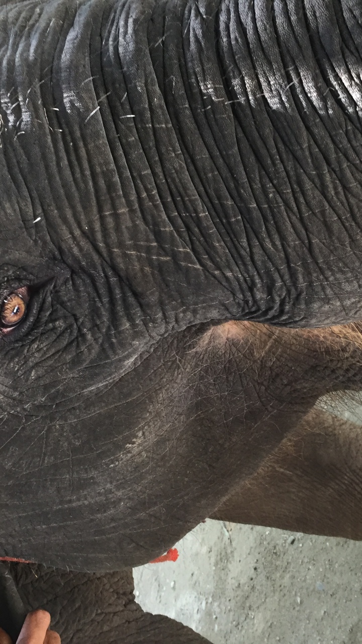 Обои Слон, Таиланд, слоны и мамонты, кожа, наземные животные в разрешении 720x1280