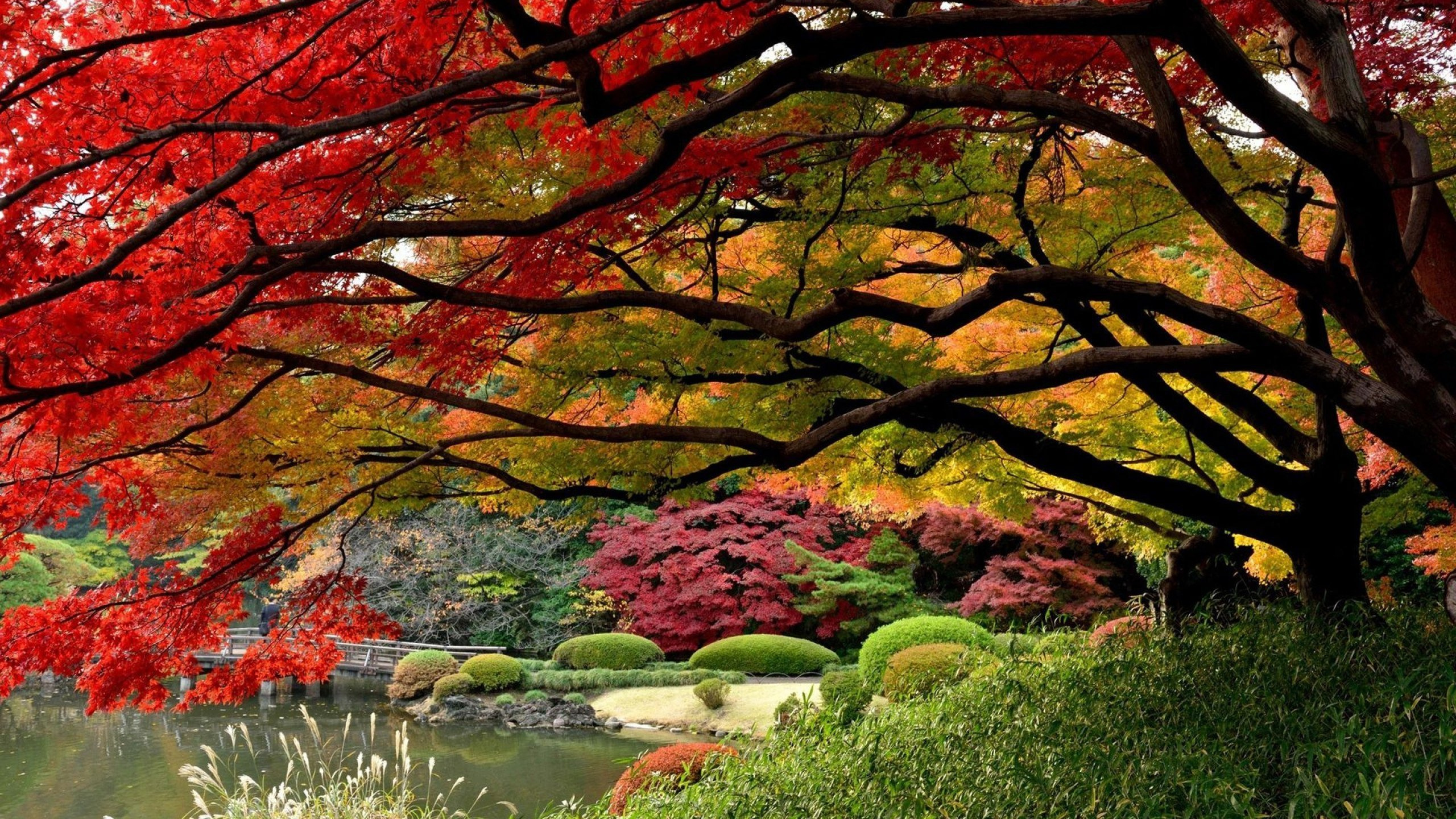 Обои Япония, японский сад, сад, осень, дерево в разрешении 2560x1440