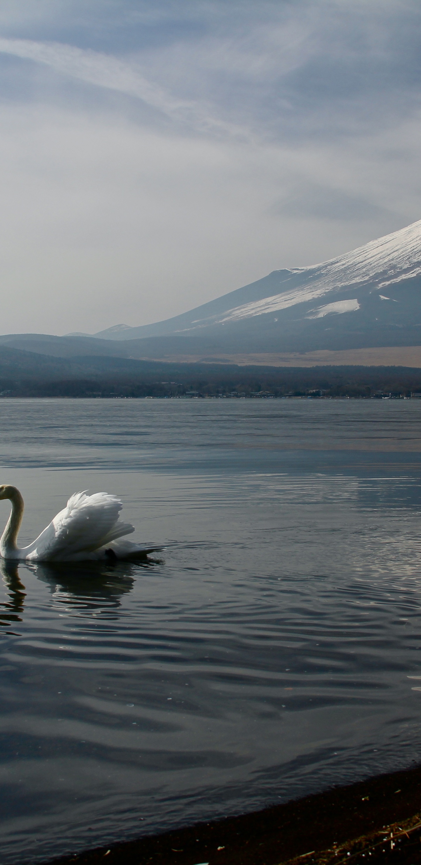 Обои гора Фудзи, вода, облако, птица, гора в разрешении 1440x2960
