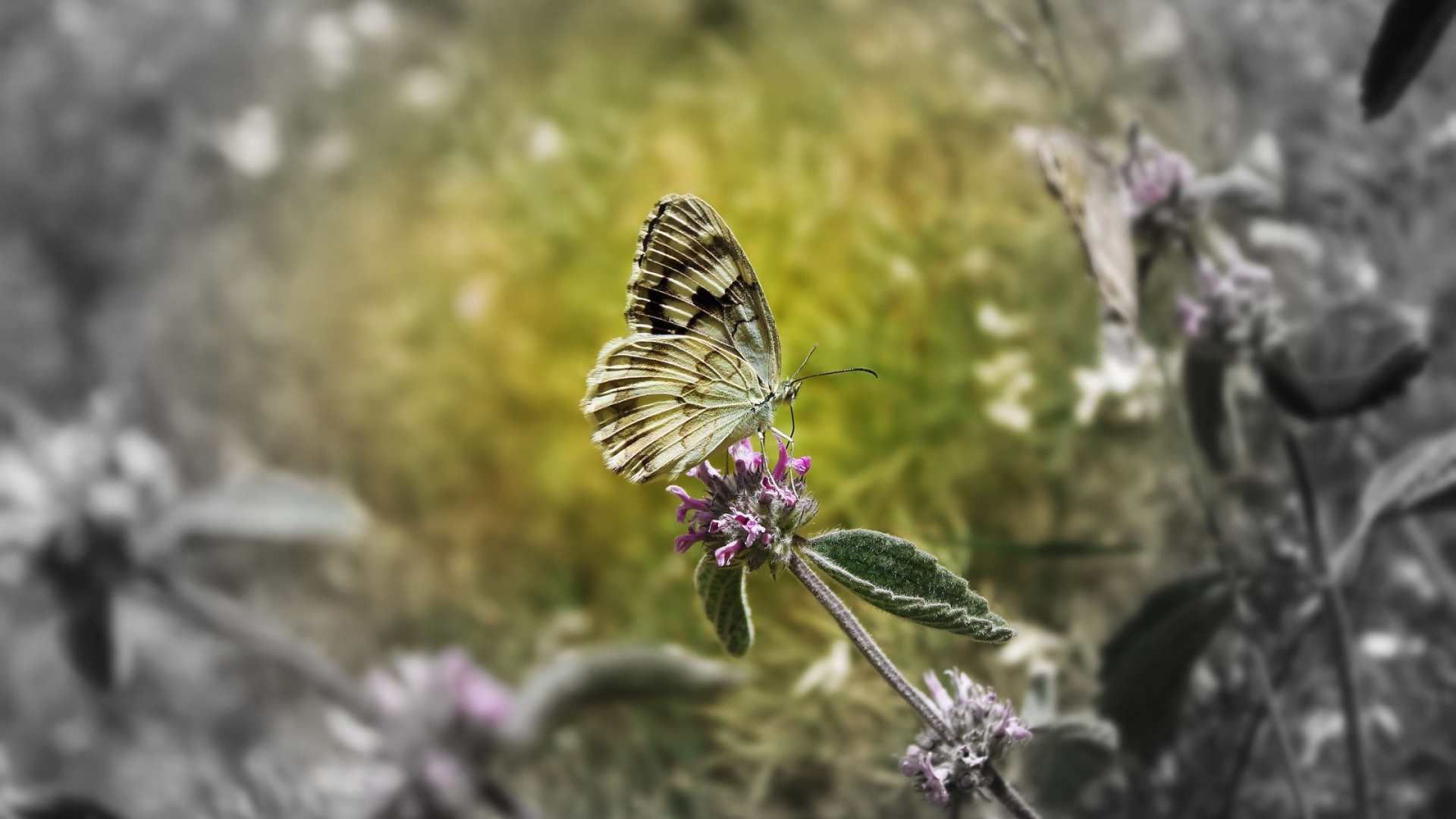 Обои насекомое, бабочка, мотыльки и бабочки, беспозвоночных, опылитель в разрешении 1920x1080
