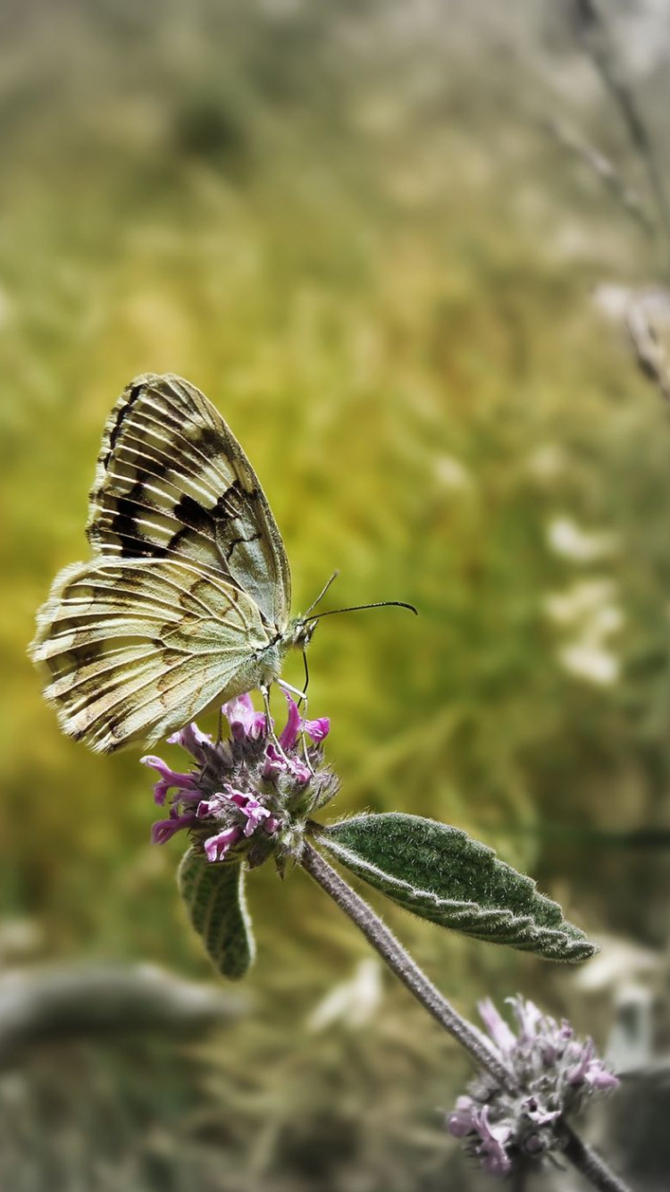 Обои насекомое, бабочка, мотыльки и бабочки, беспозвоночных, опылитель в разрешении 750x1334