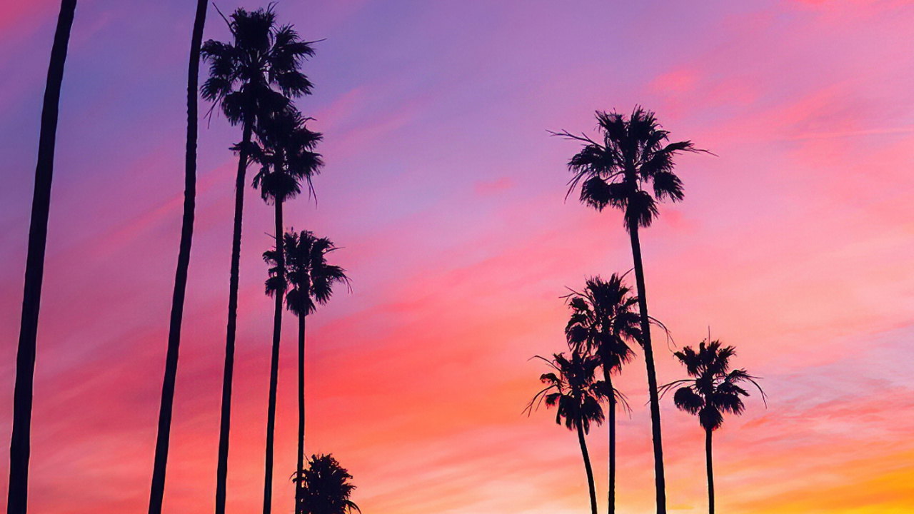 Обои пальмовые рощи, облако, атмосфера, растение, дерево в разрешении 1280x720