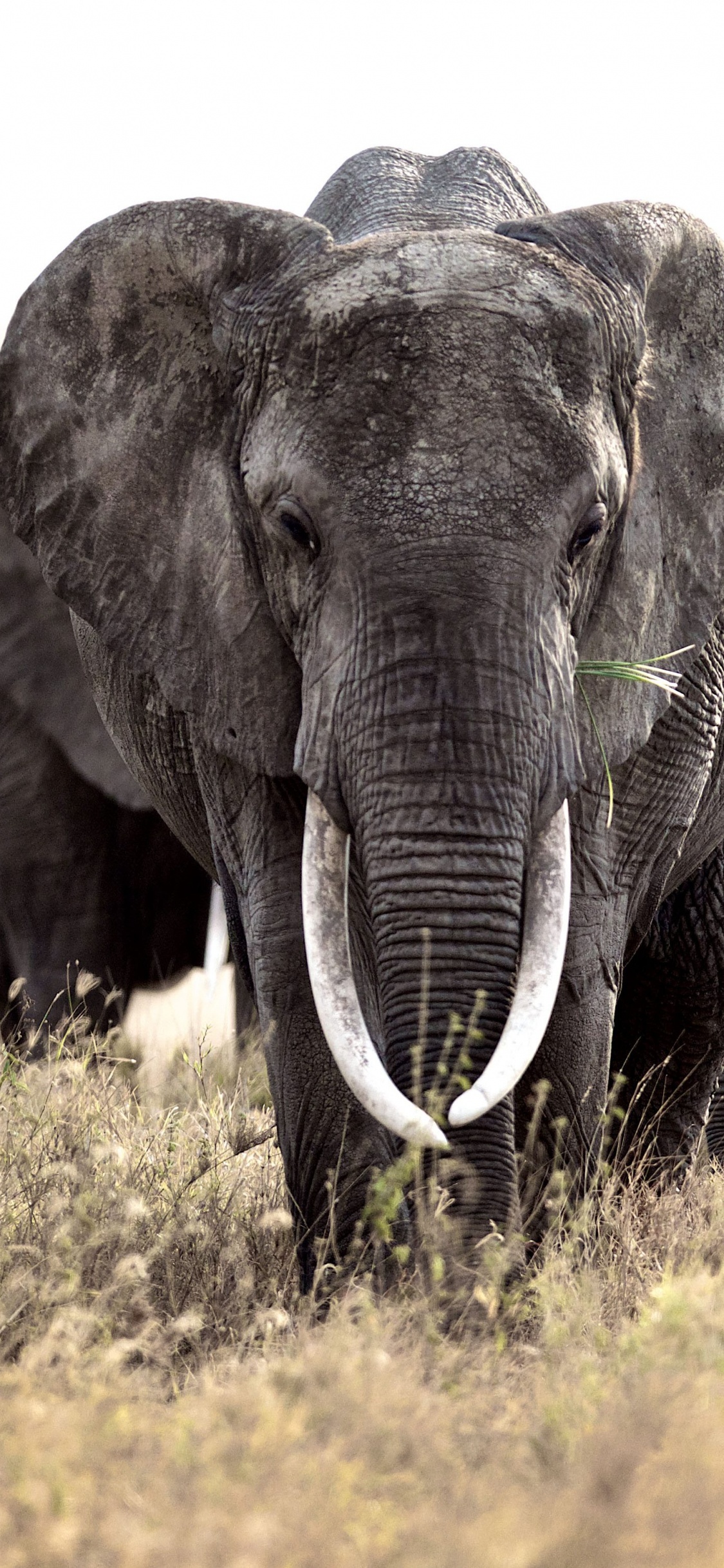 Обои Слон, наземные животные, слоны и мамонты, живая природа, африканский слон в разрешении 1125x2436