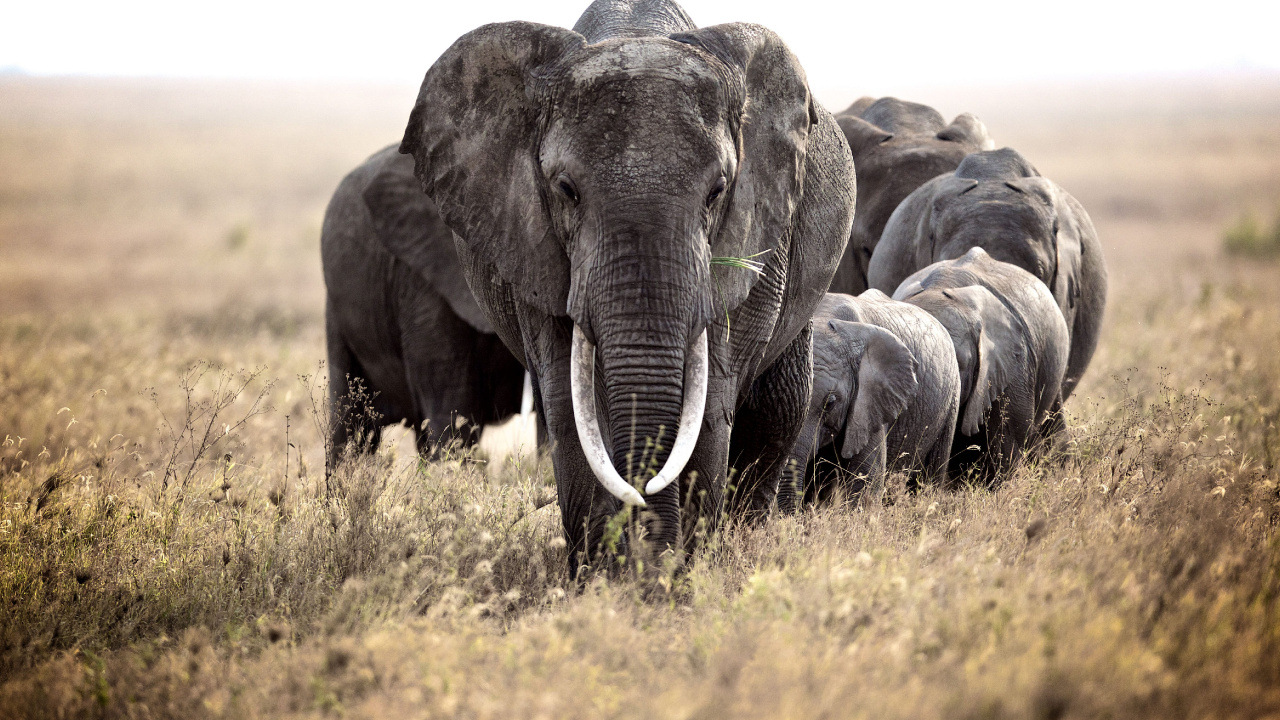 Обои Слон, наземные животные, слоны и мамонты, живая природа, африканский слон в разрешении 1280x720