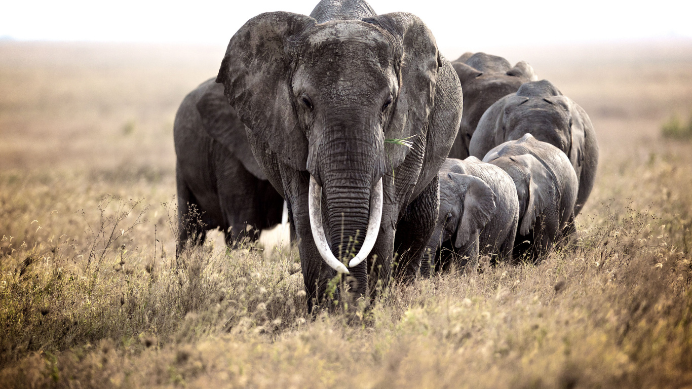 Обои Слон, наземные животные, слоны и мамонты, живая природа, африканский слон в разрешении 1366x768