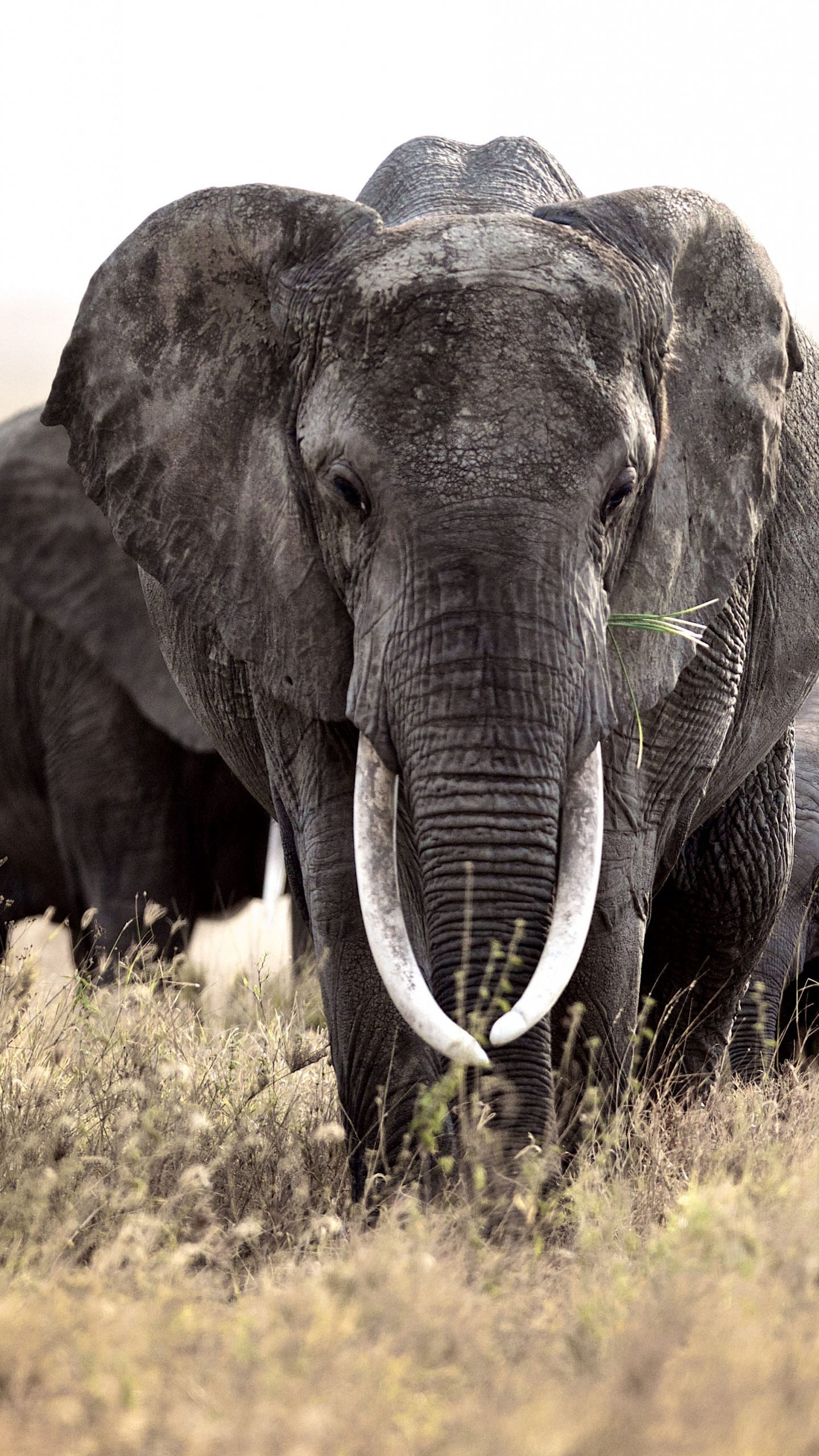 Обои Слон, наземные животные, слоны и мамонты, живая природа, африканский слон в разрешении 1440x2560