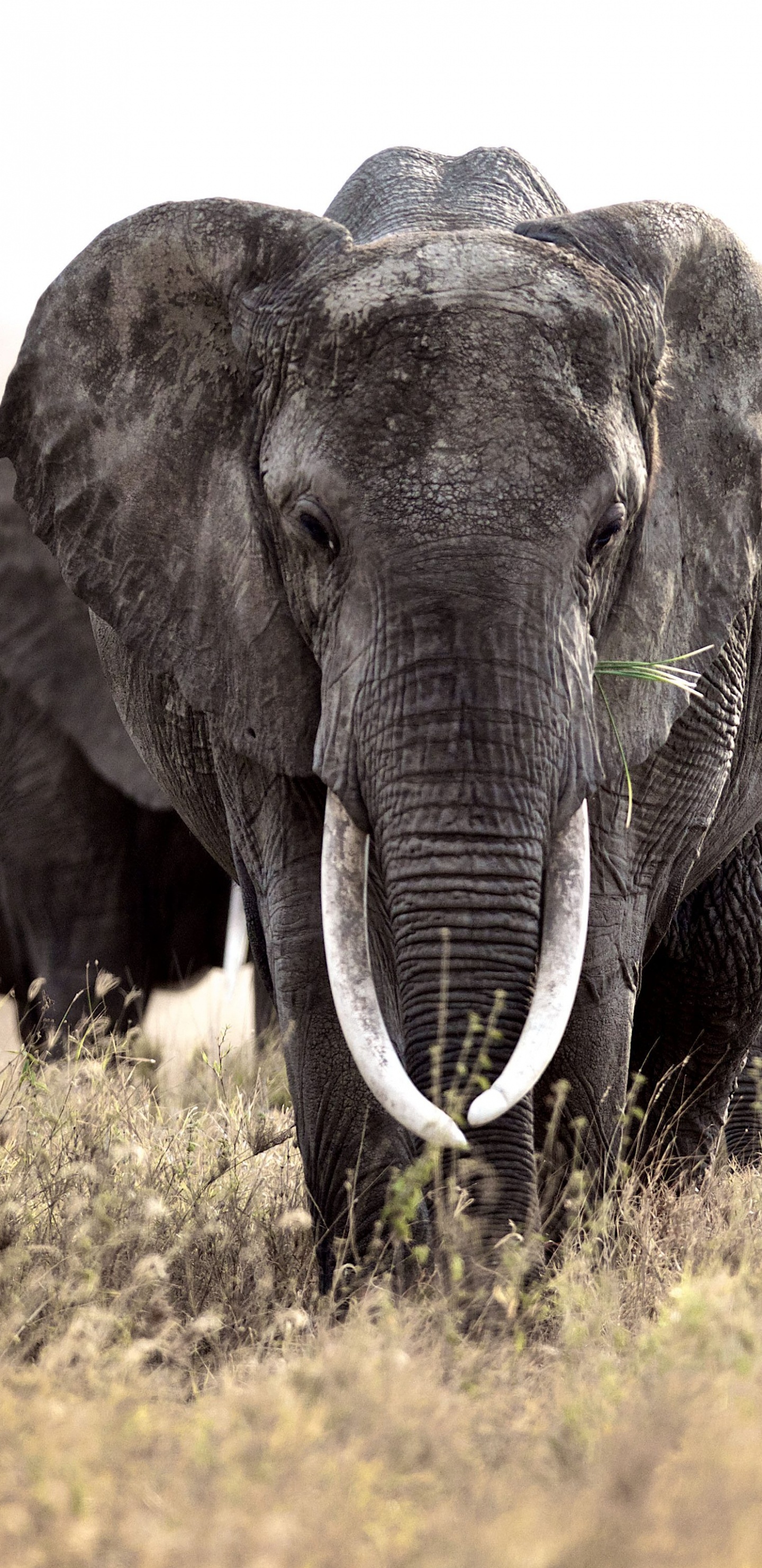 Обои Слон, наземные животные, слоны и мамонты, живая природа, африканский слон в разрешении 1440x2960