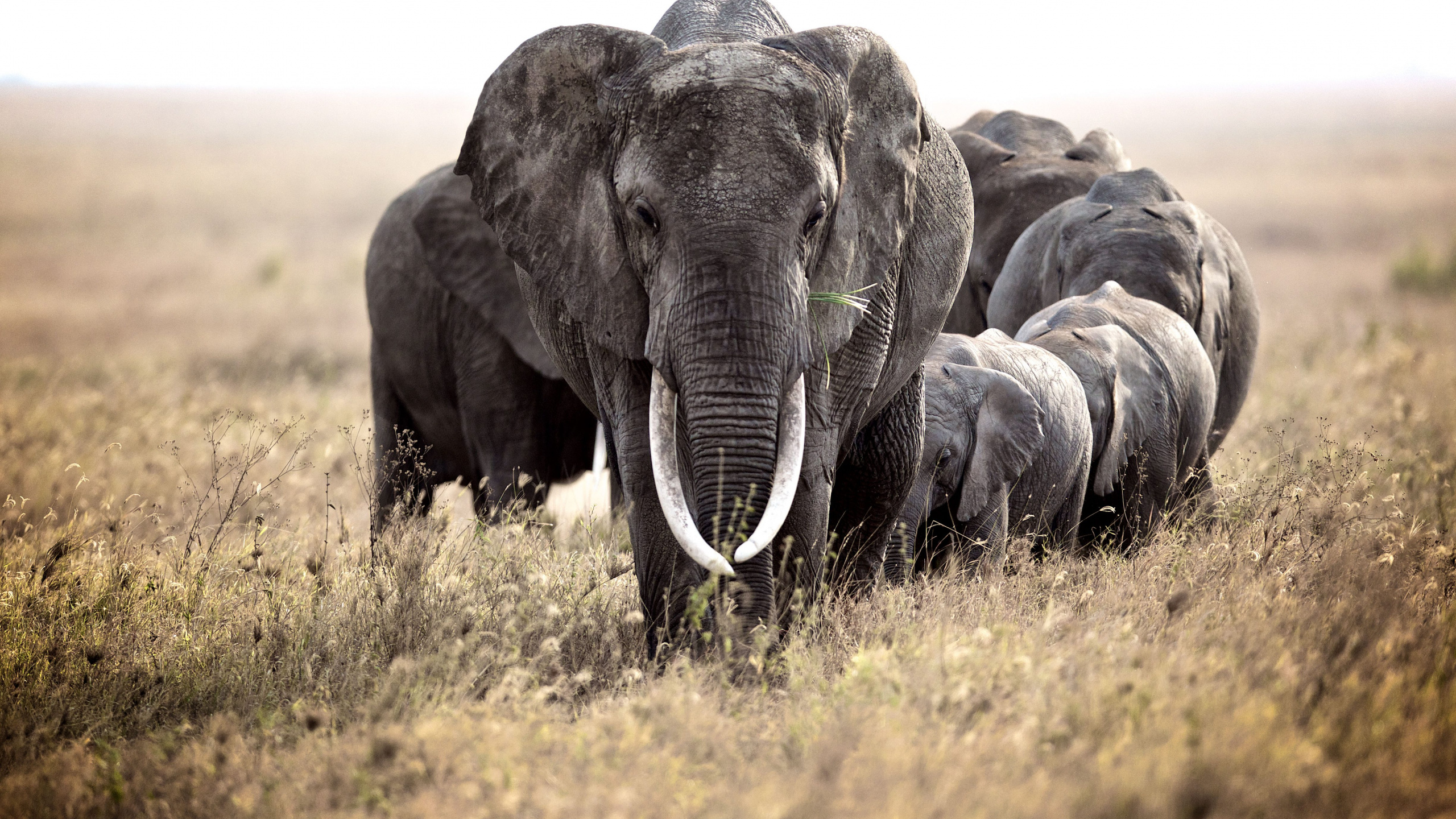 Обои Слон, наземные животные, слоны и мамонты, живая природа, африканский слон в разрешении 2560x1440