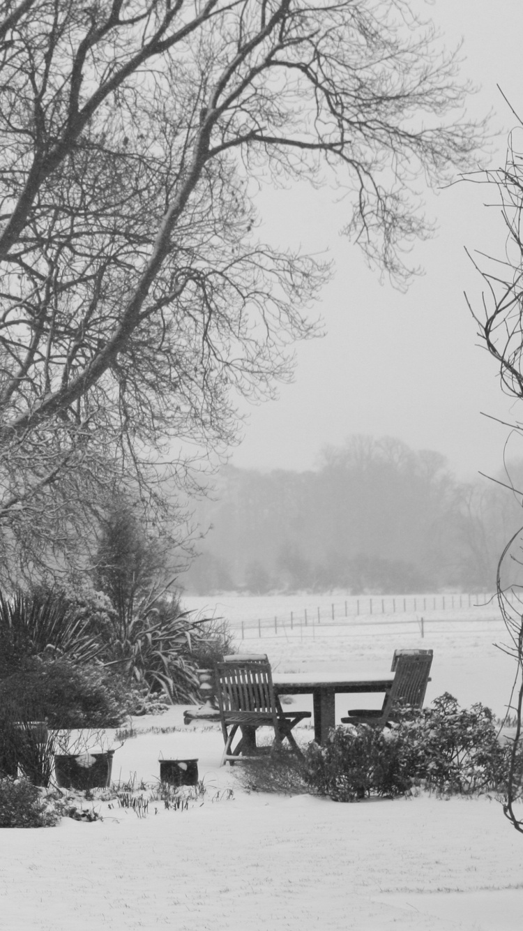 Обои снег, дерево, замораживание, зимний шторм, древесные растения в разрешении 750x1334