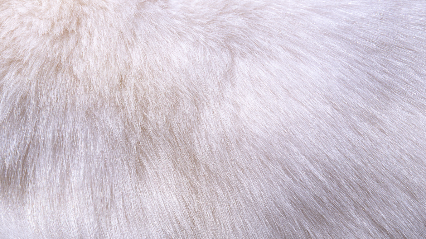 Обои мех, ткань, крупный план, морда, крепкое объятие в разрешении 1366x768