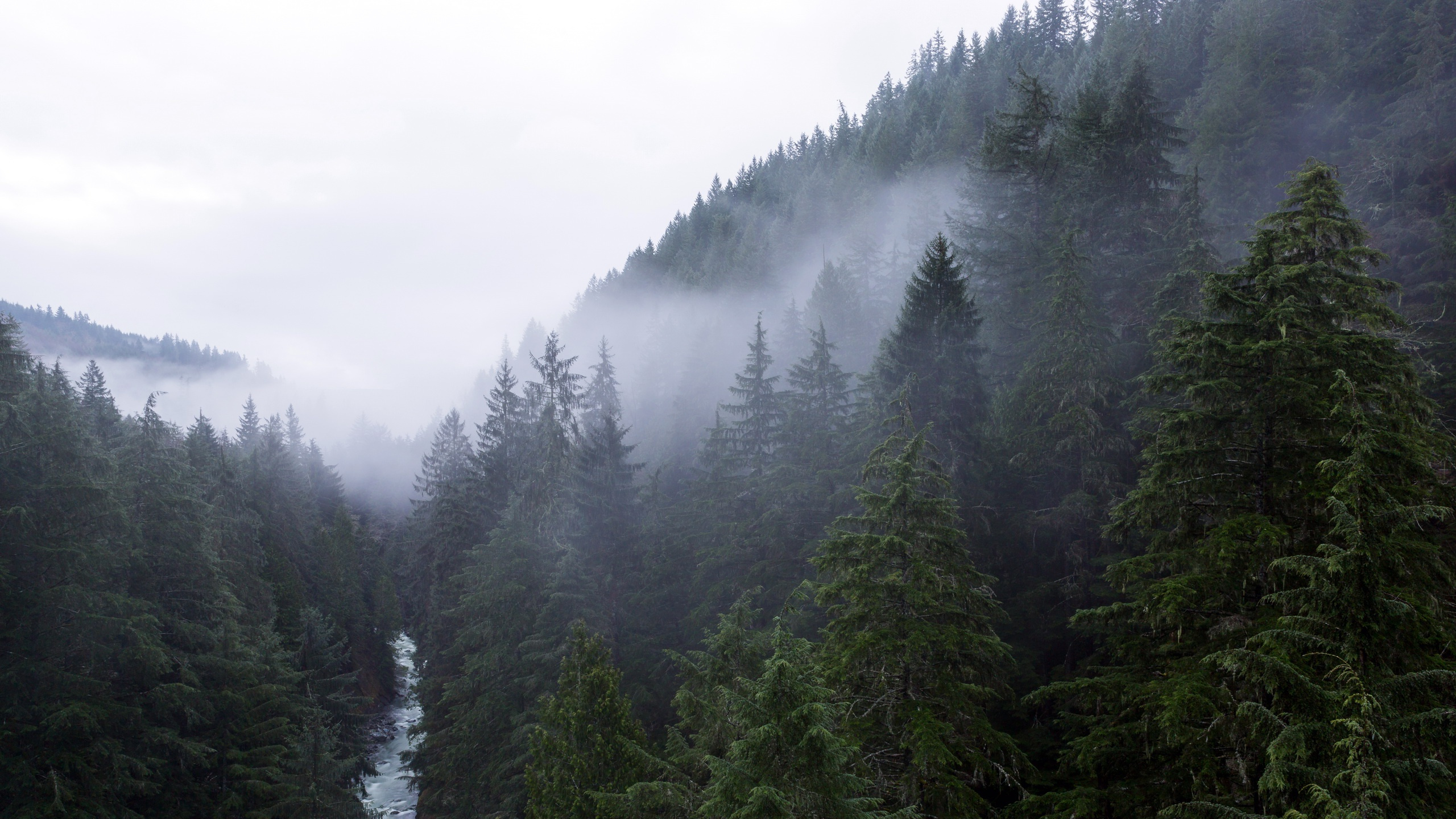 Обои ель, пихта, лес, дерево, природа в разрешении 2560x1440