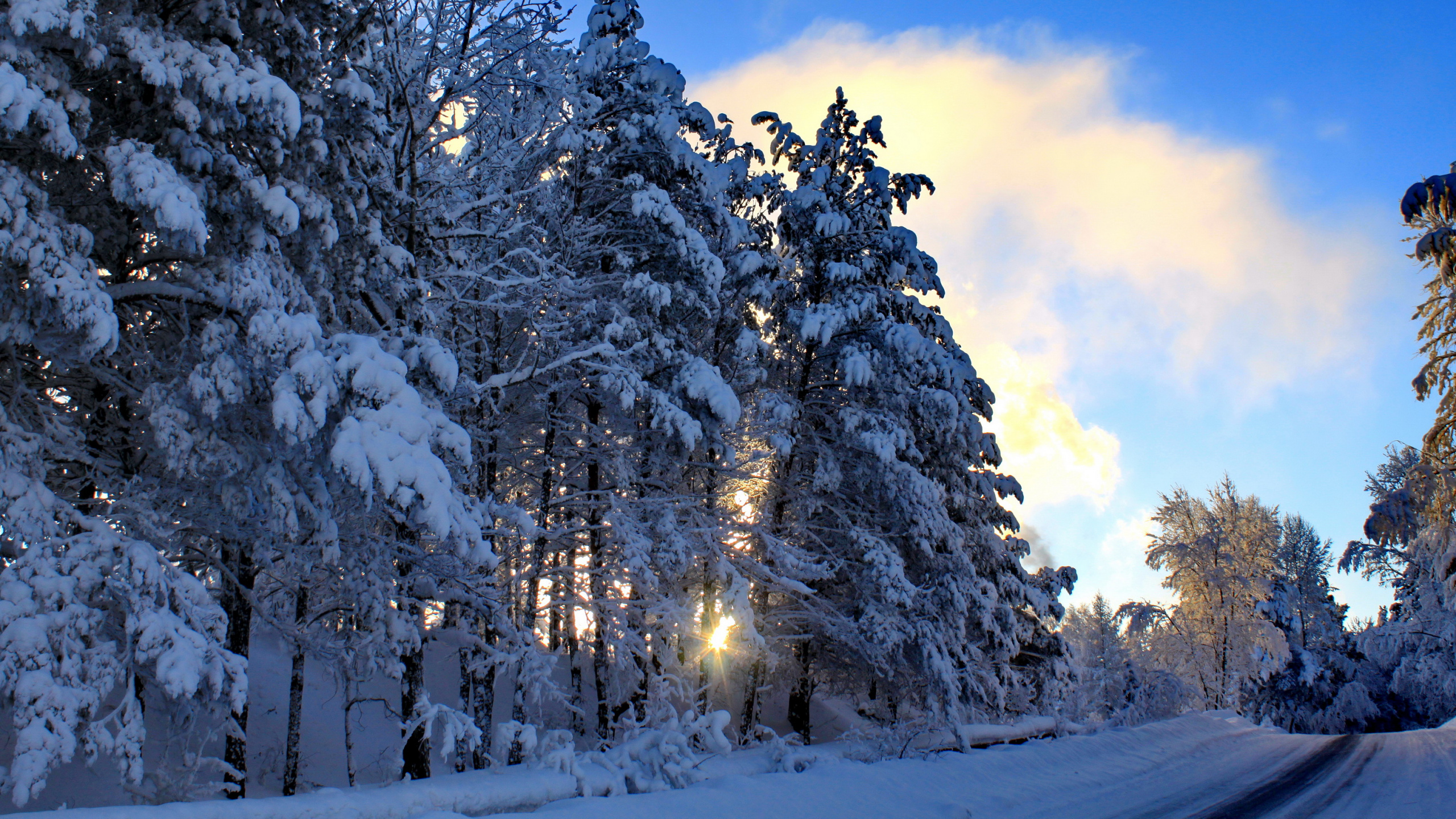 Обои замораживание, природа, зима, пустыня, дерево в разрешении 2560x1440