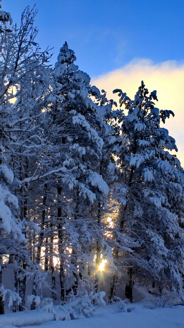 Обои замораживание, природа, зима, пустыня, дерево в разрешении 720x1280