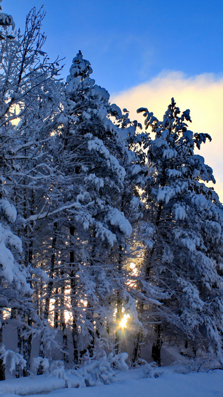 Обои замораживание, природа, зима, пустыня, дерево в разрешении 750x1334