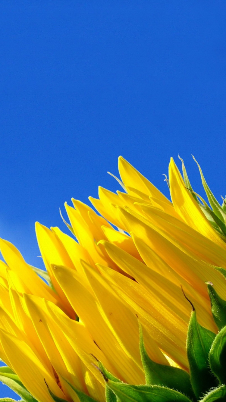 Обои желтый, лепесток, цветковое растение, Флора, подсолнух в разрешении 750x1334