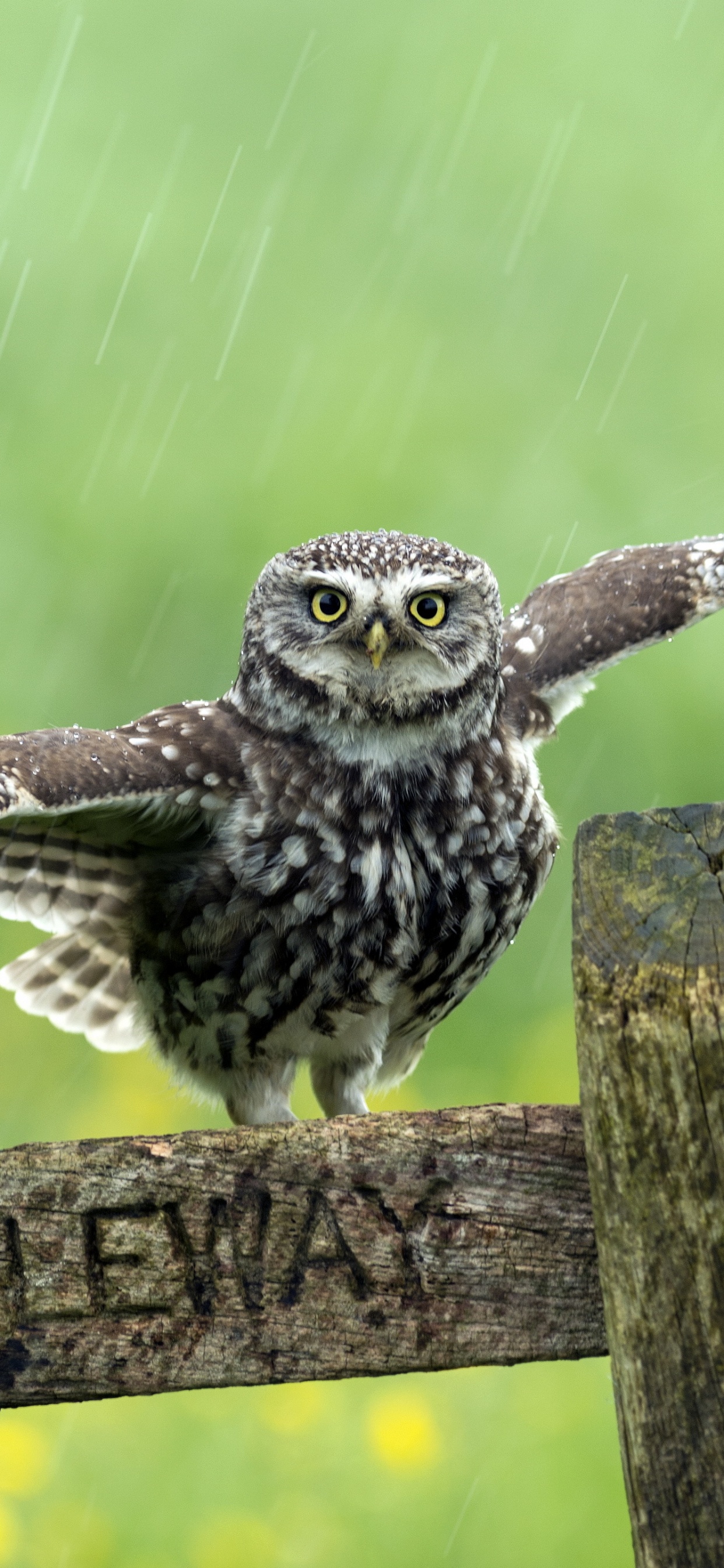 Обои Зеленый воробьиный Тукан, Сыч, птица, клюв, Соколообразные в разрешении 1242x2688