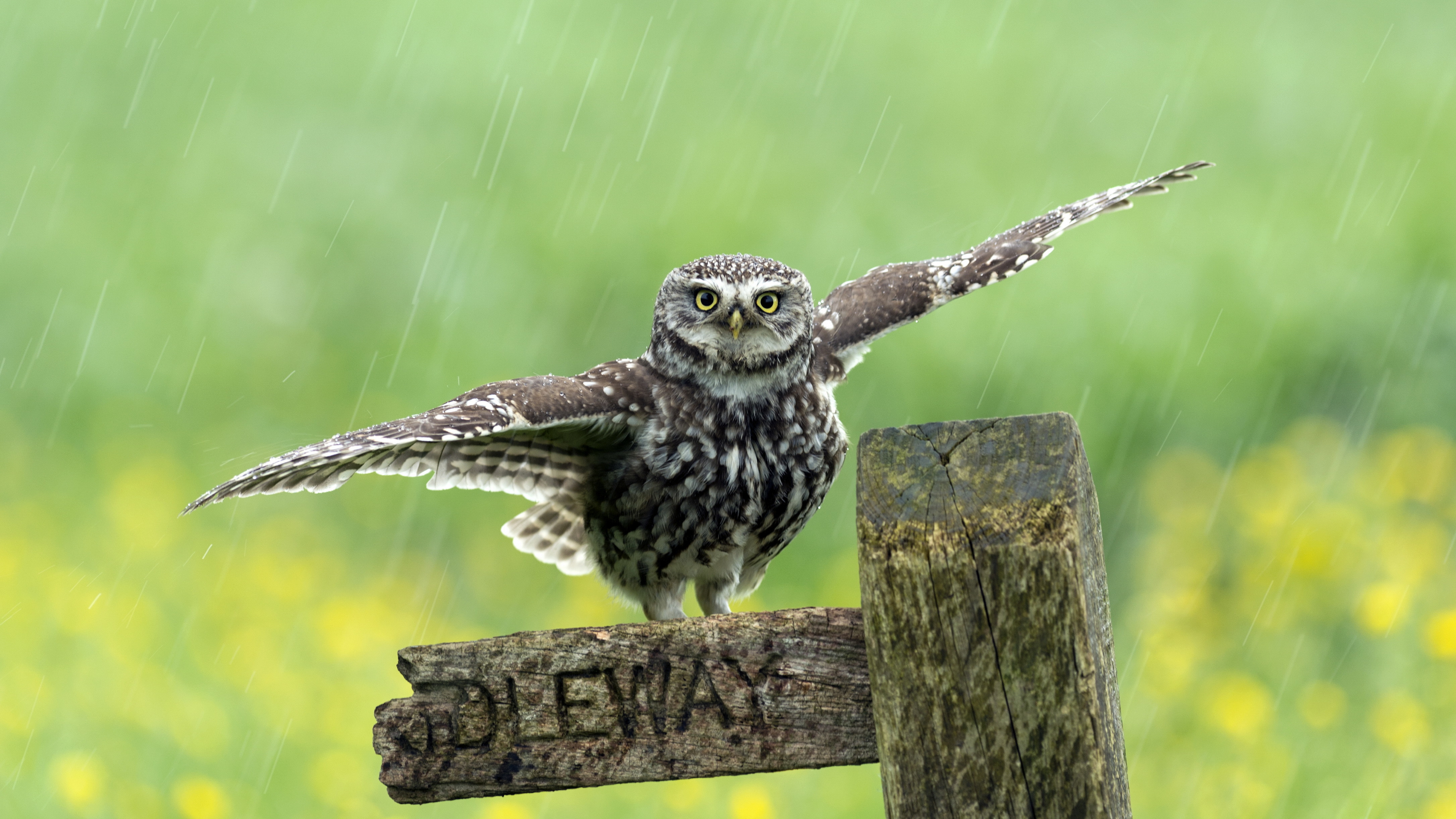 Обои Зеленый воробьиный Тукан, Сыч, птица, клюв, Соколообразные в разрешении 3840x2160