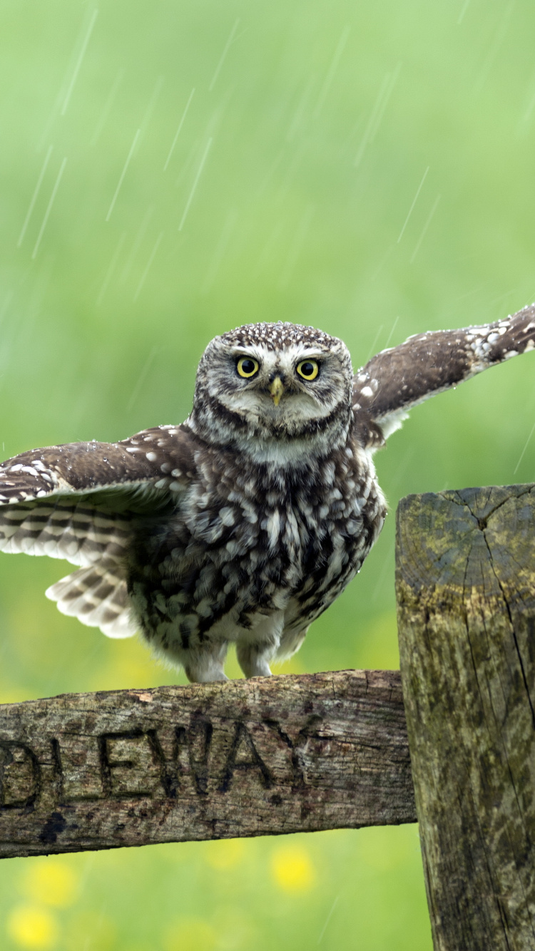 Обои Зеленый воробьиный Тукан, Сыч, птица, клюв, Соколообразные в разрешении 750x1334