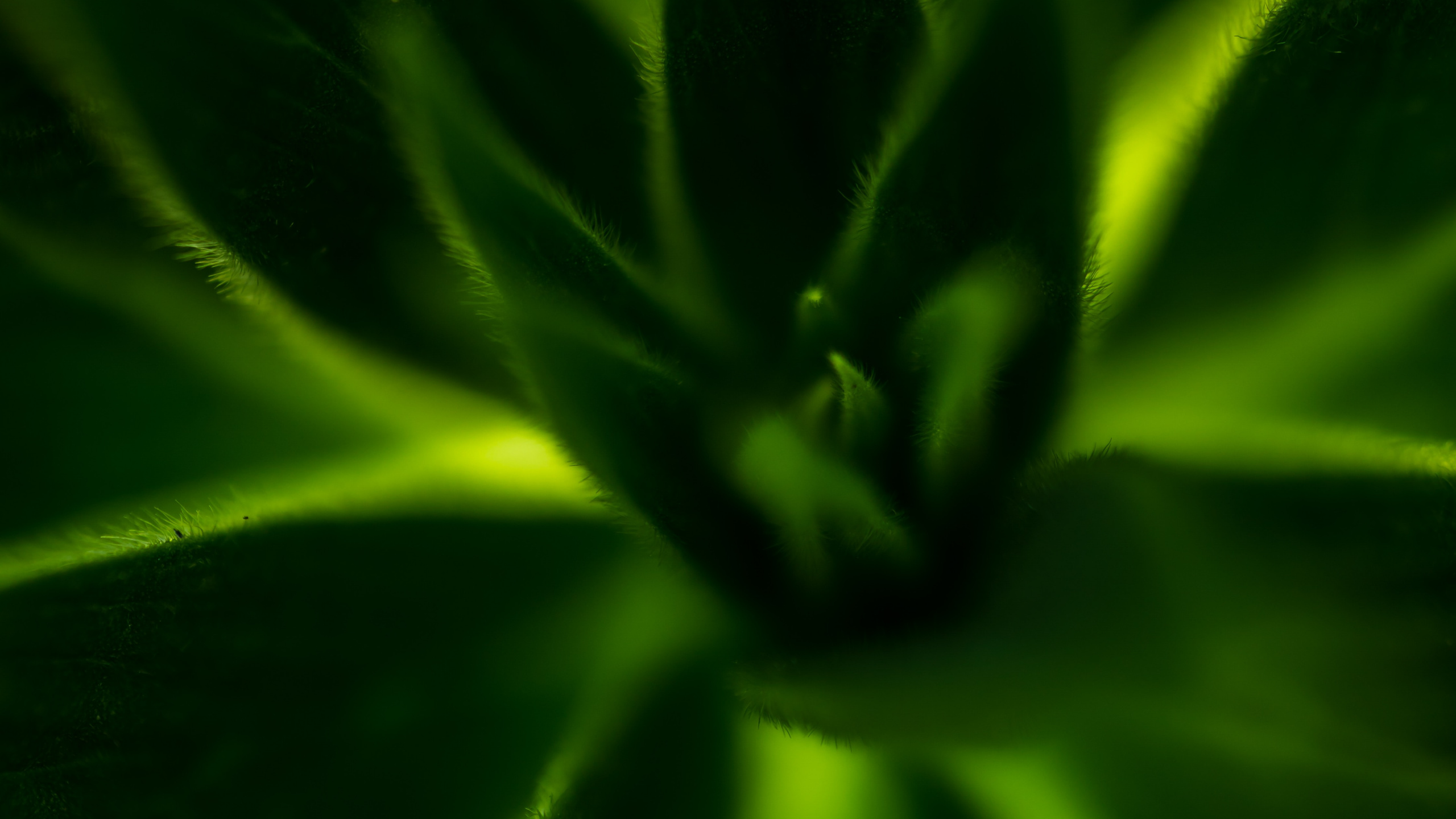 Обои зеленый, лист, наземное растение, растение, цветок в разрешении 2560x1440