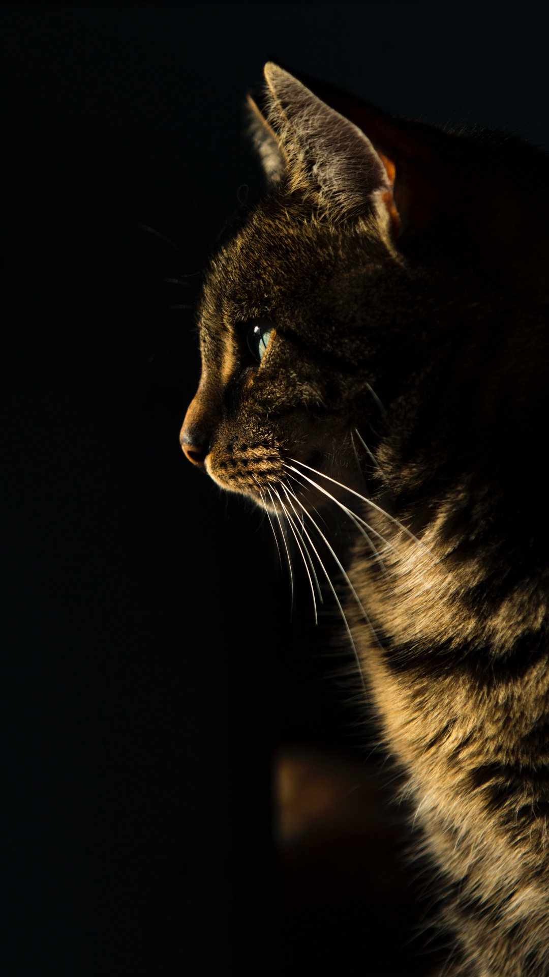 Обои бакенбарды, успокаивающее лакомство для кошек, русская голубая, сиамская кошка, американский бобтейл в разрешении 1080x1920