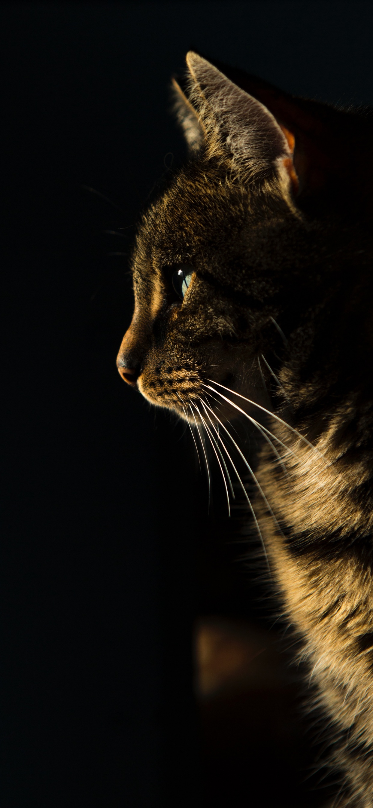 Обои бакенбарды, успокаивающее лакомство для кошек, русская голубая, сиамская кошка, американский бобтейл в разрешении 1242x2688