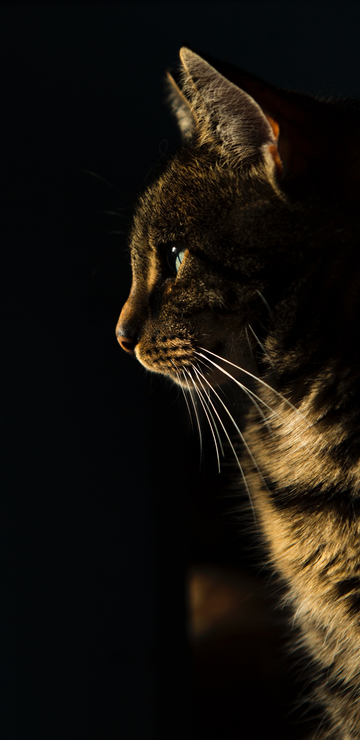 Обои бакенбарды, успокаивающее лакомство для кошек, русская голубая, сиамская кошка, американский бобтейл в разрешении 1440x2960