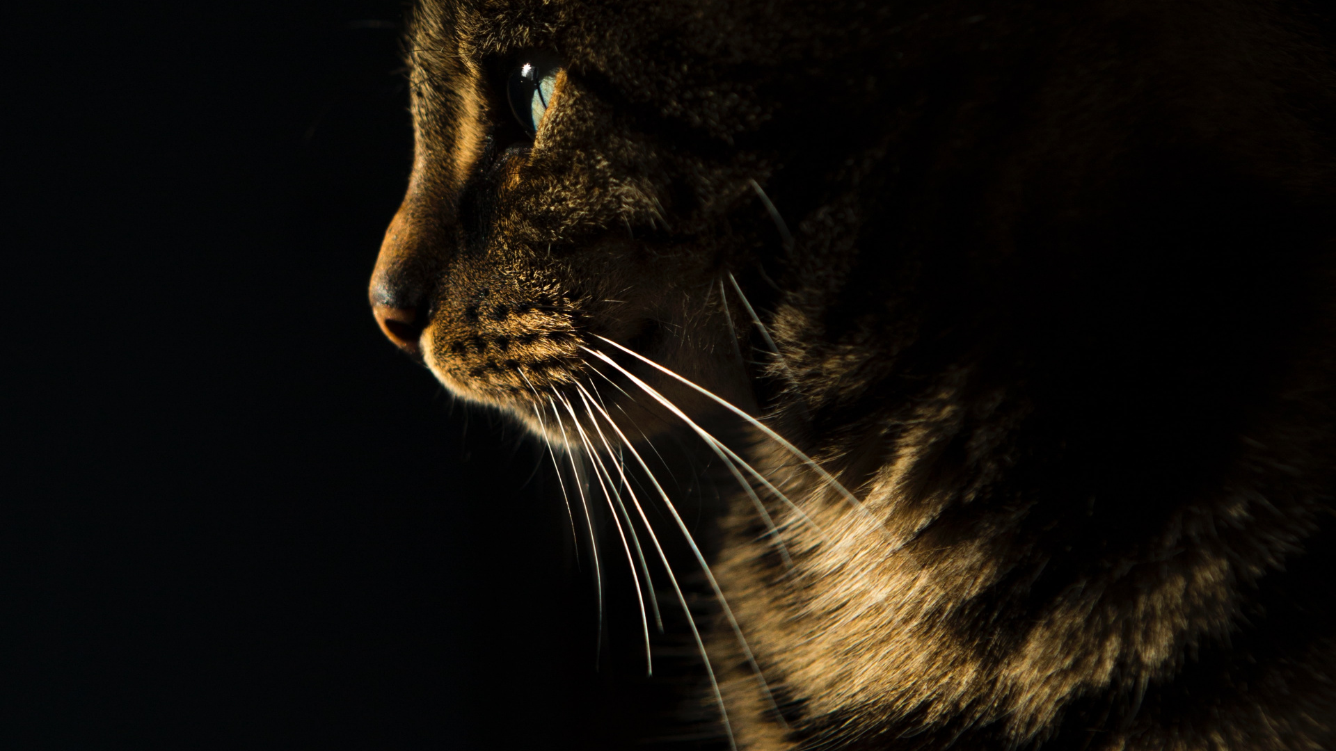 Обои бакенбарды, успокаивающее лакомство для кошек, русская голубая, сиамская кошка, американский бобтейл в разрешении 1920x1080