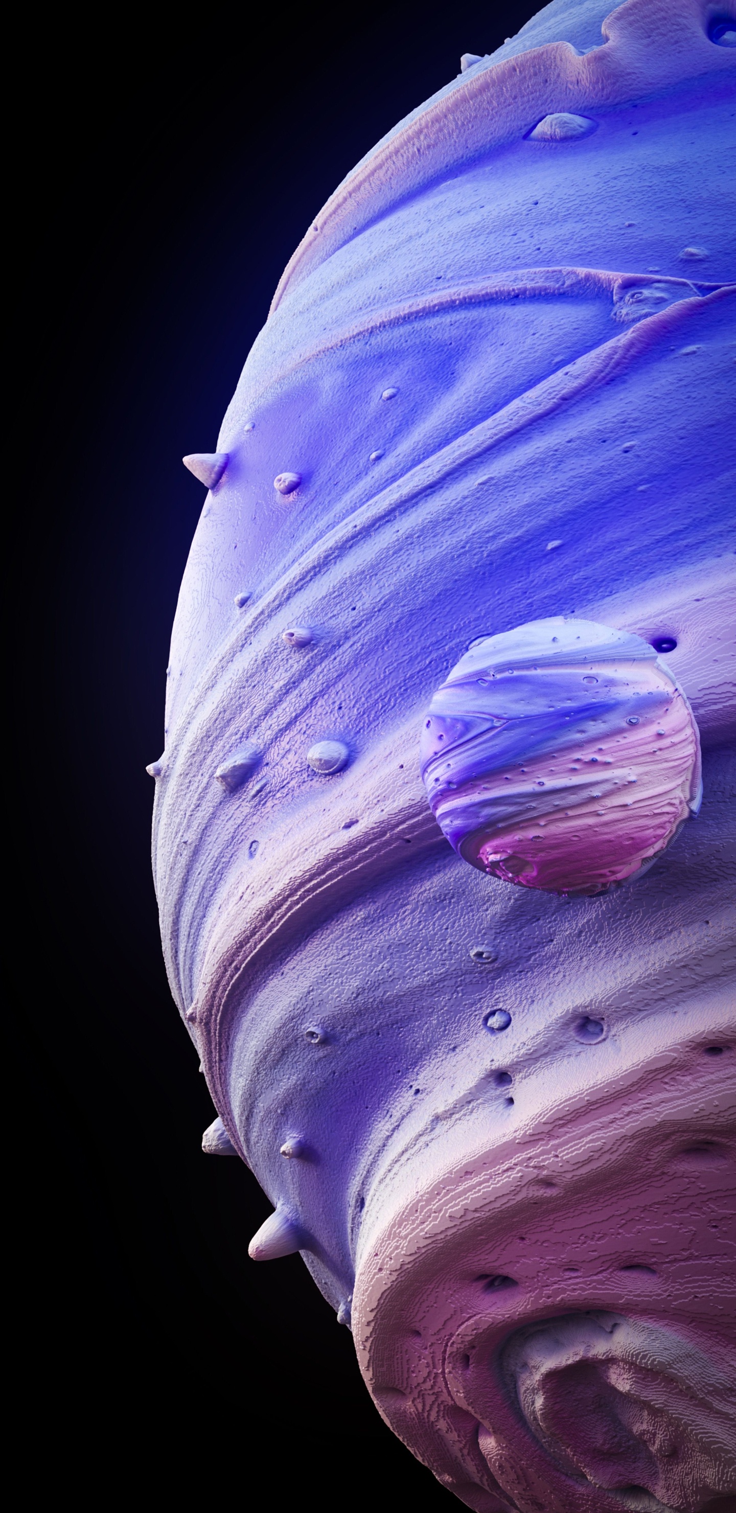 Обои крупный план, растение, цветок, пурпур, лепесток в разрешении 1440x2960