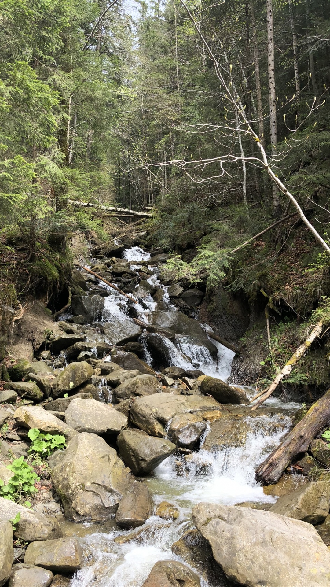 Обои Карпаты, природный заповедник, водоем, природа, растительность в разрешении 1080x1920