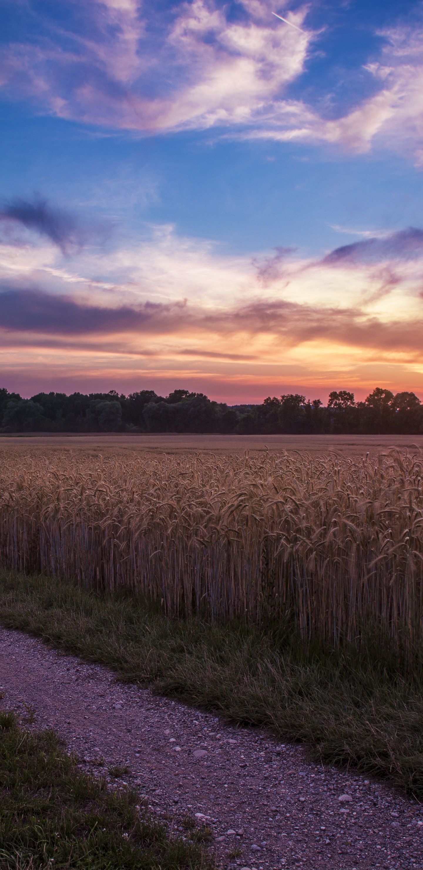 Обои утро, закат, пейзажная живопись, поле, горизонт в разрешении 1440x2960